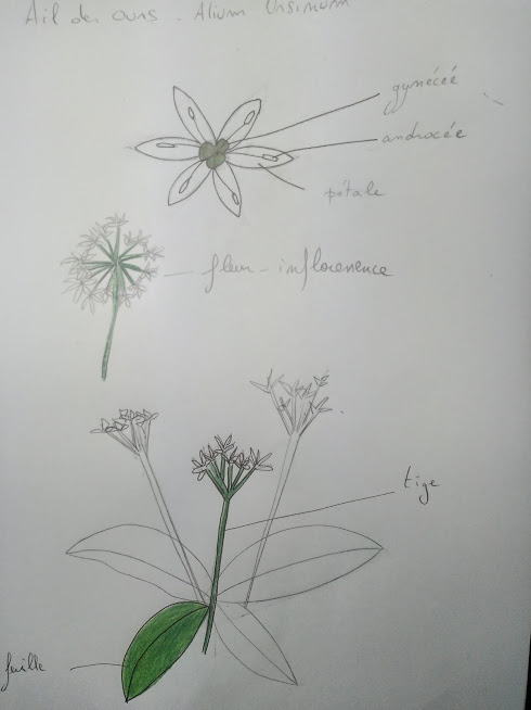 Annexe IMG_20200403_192034472.jpg