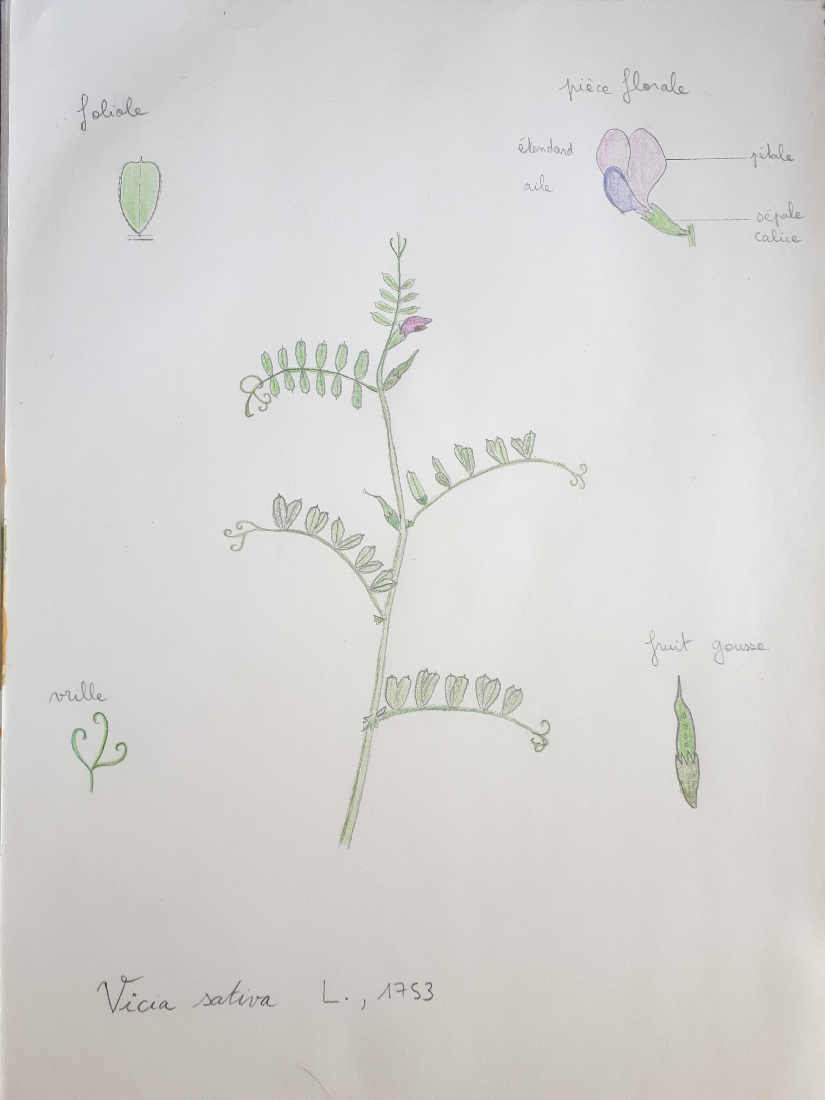 Annexe Vicia sativa.jpg
