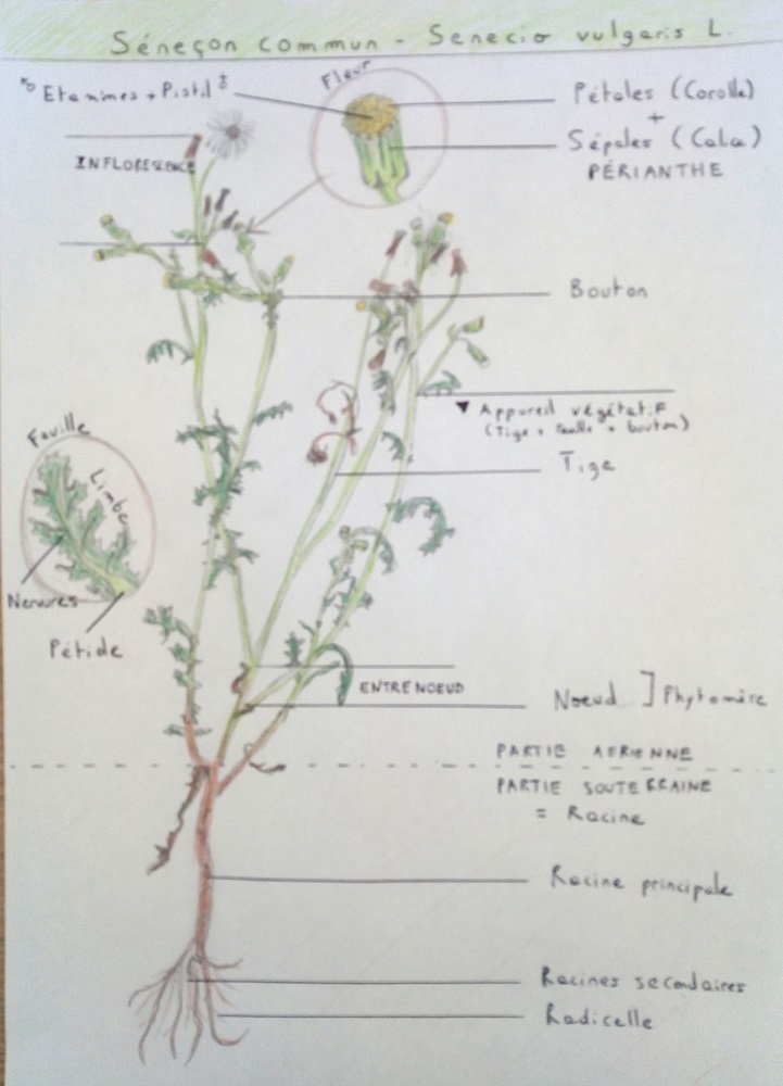 Annexe Croquis Senecio Vulgaris.jpg