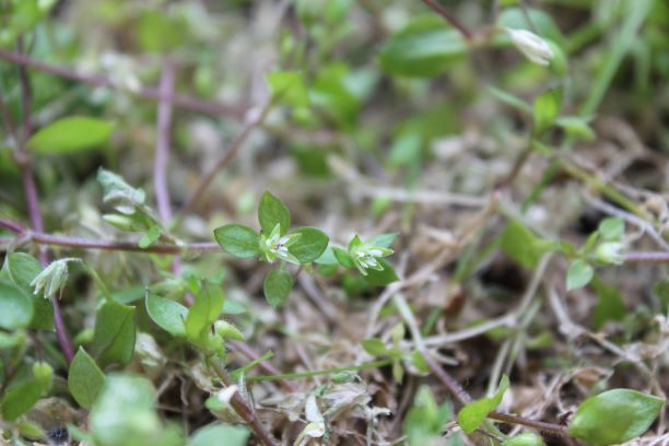 Annexe Photo Stellaria media.JPG