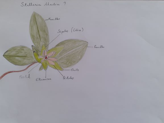 Annexe Stellaria Media 1.jpg