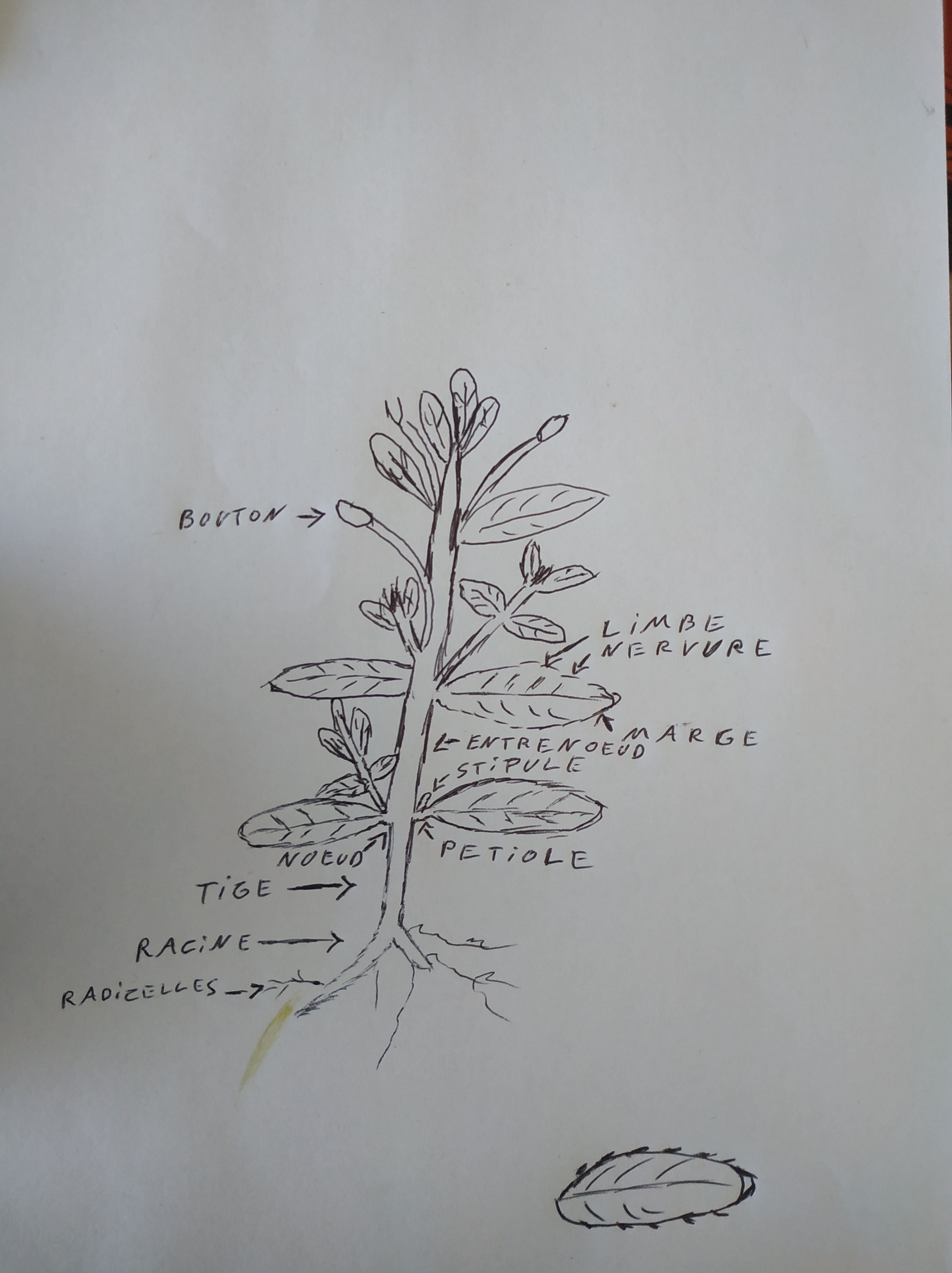 Annexe IMG_20200404_120244-min.jpg