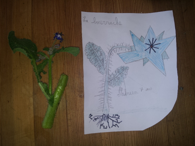 Annexe Bourrache officinale .jpg