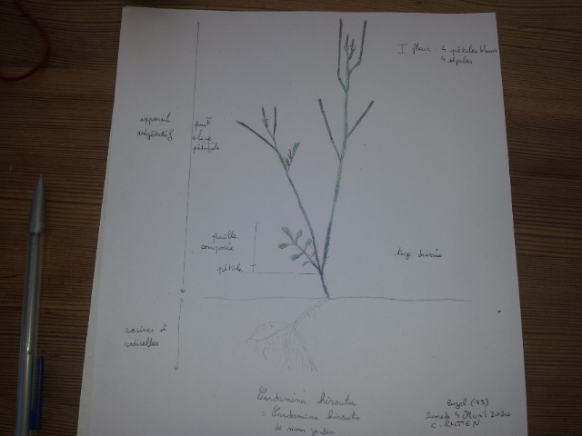 Annexe Cardamina hirsuta .jpg