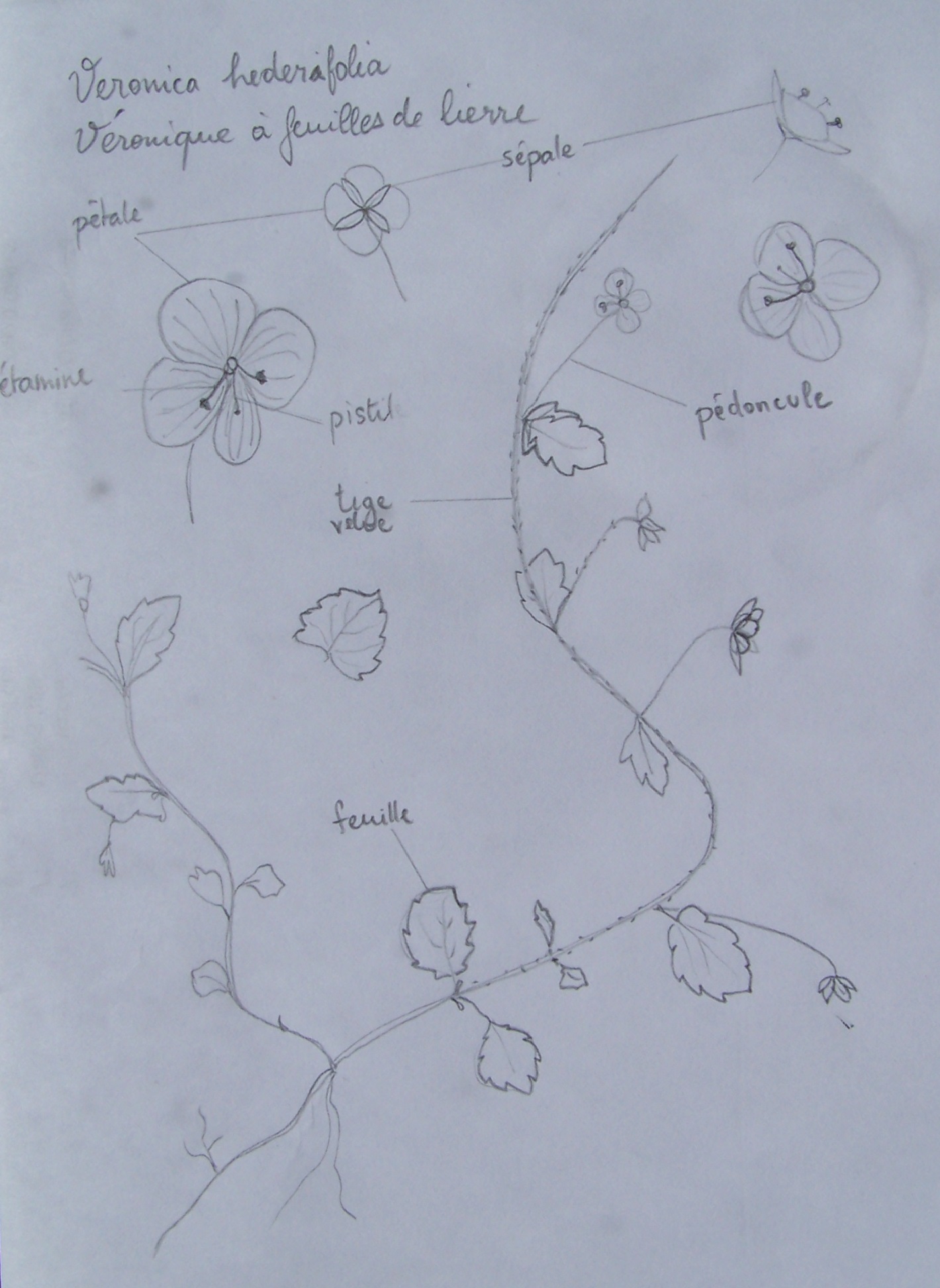 Annexe Veronica hederifolia (2).JPG
