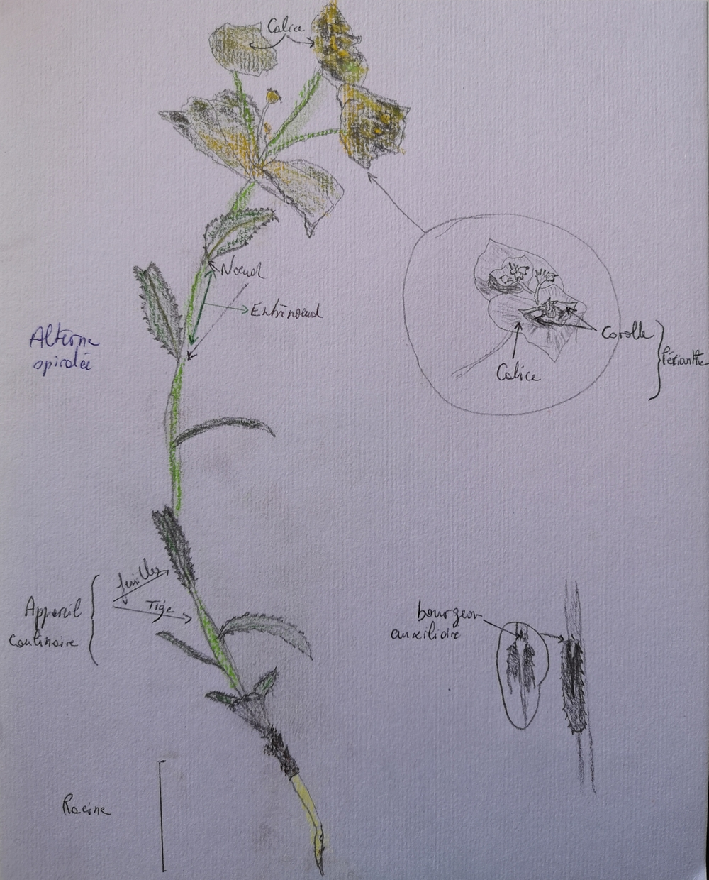 Annexe Dessin légendé bis.jpg