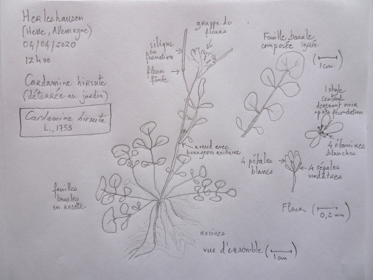 Annexe 1-Dessin-Cardamine-JLP.jpg