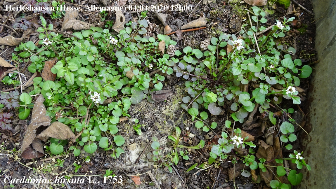 Annexe 2-Photo-Cardamine-JLP.JPG