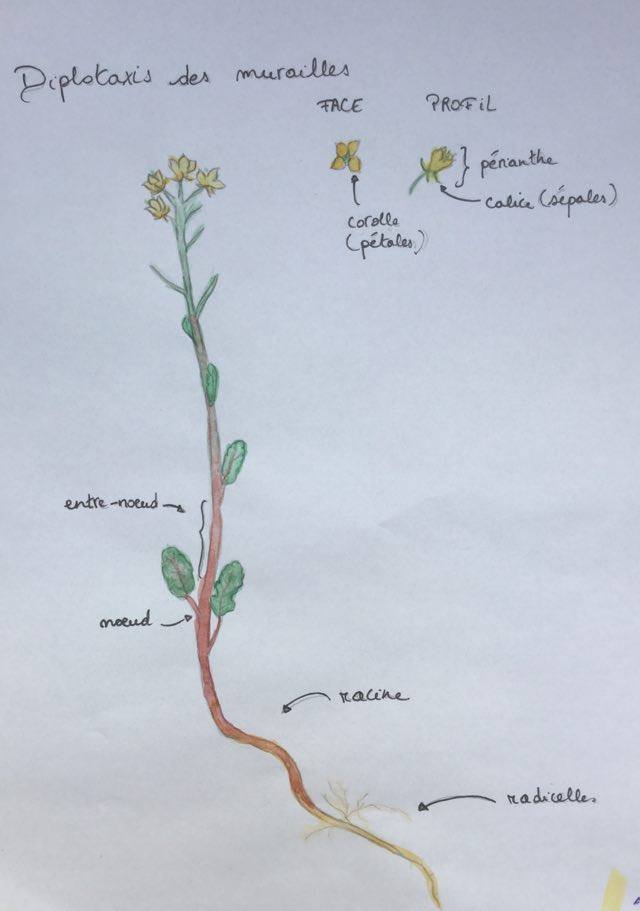 Annexe Dessin bota.jpg