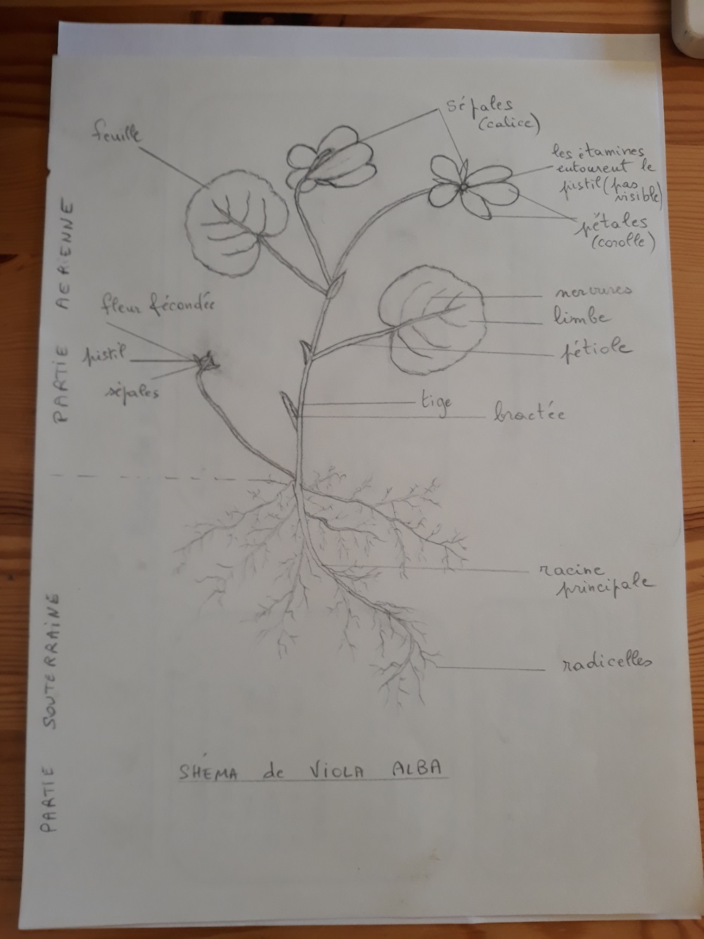 Annexe 20200404_155152.jpg