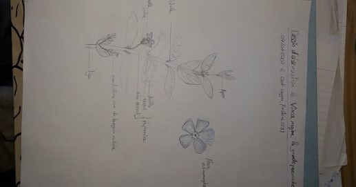 Annexe Vincamajor.jpg