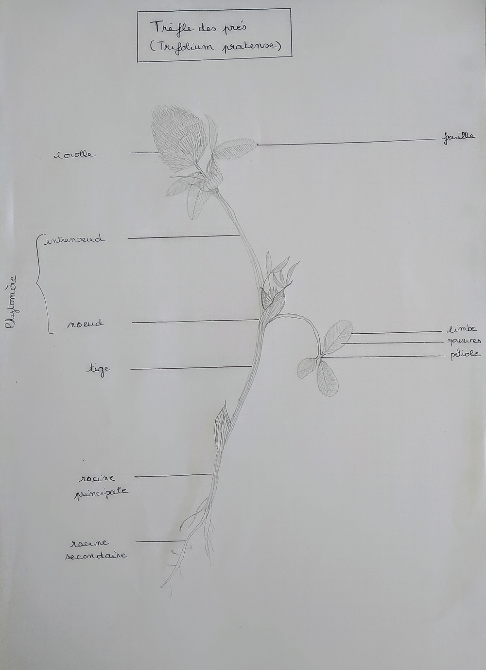 Annexe dessin trefle des pres.jpg