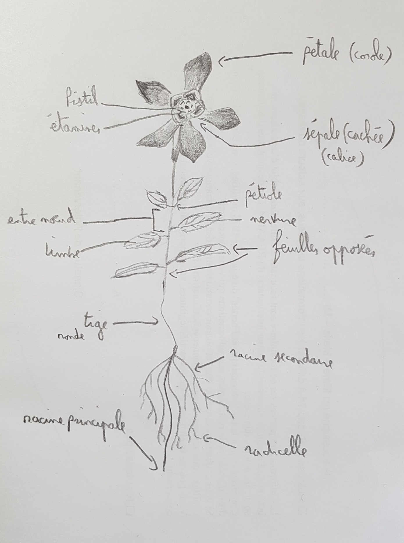 Annexe dessin fleur_Petite Pervenche.jpg