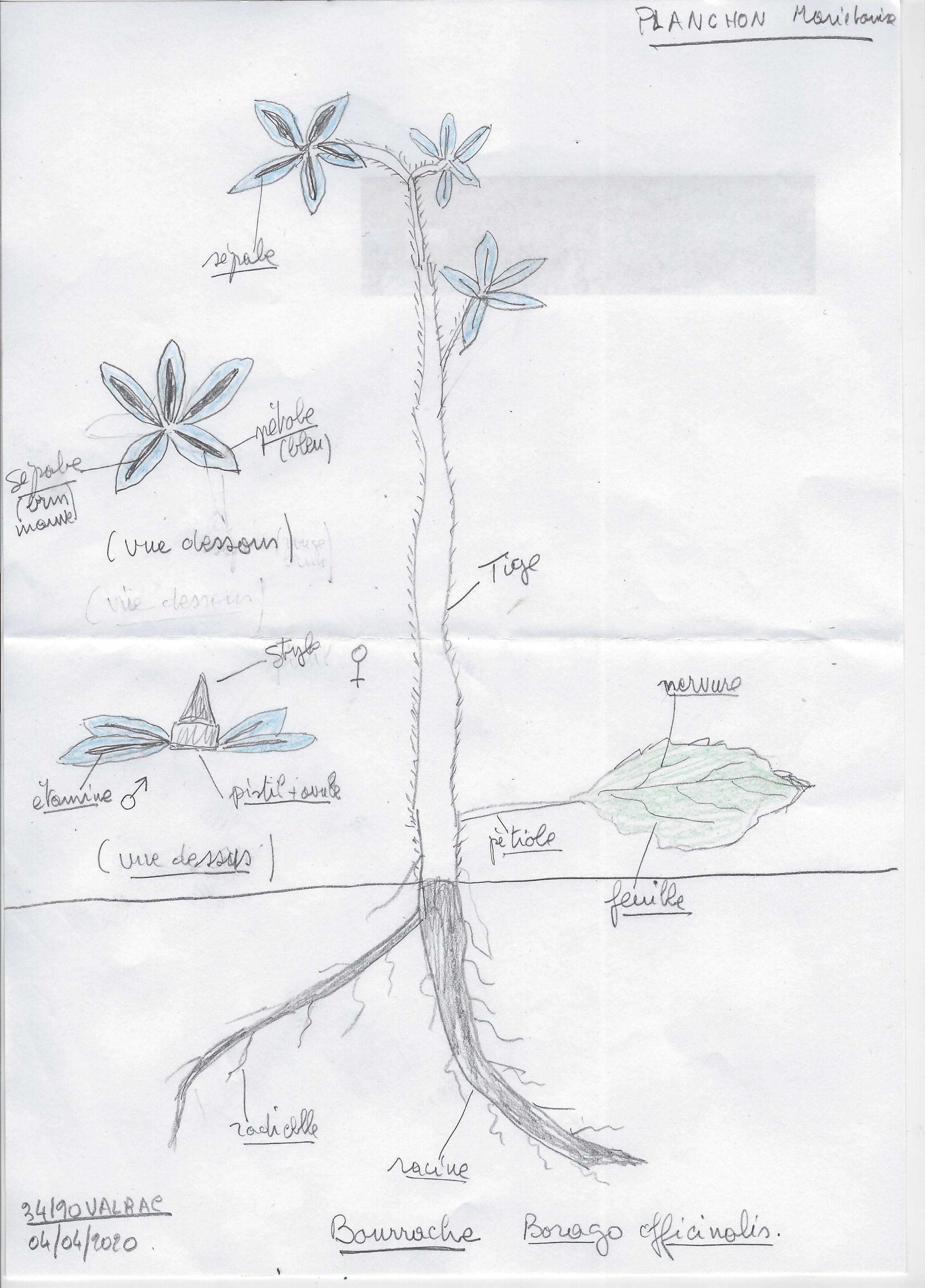 Annexe dessin-bourrache-1.jpg