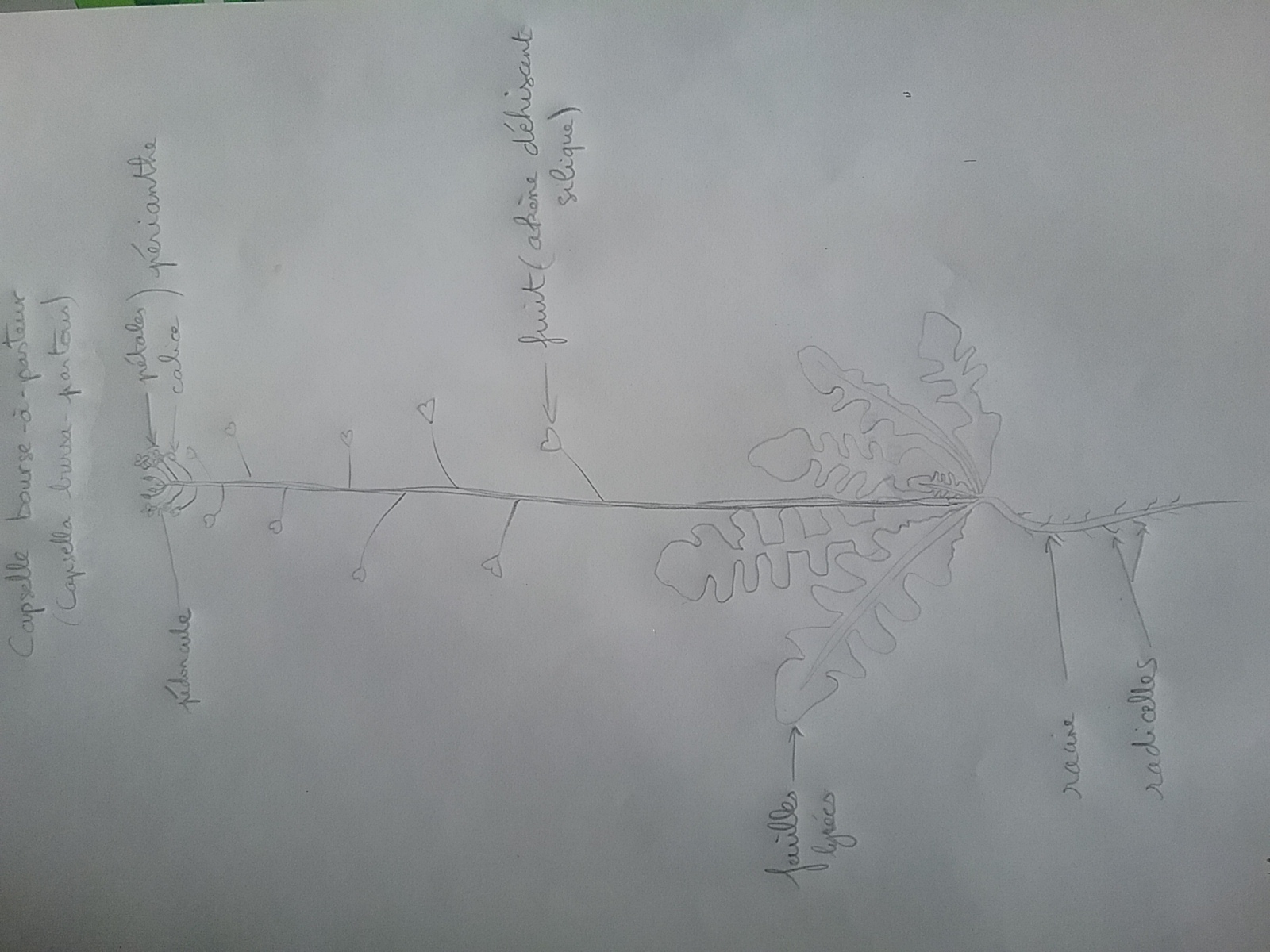 Annexe 20200404_173036.jpg