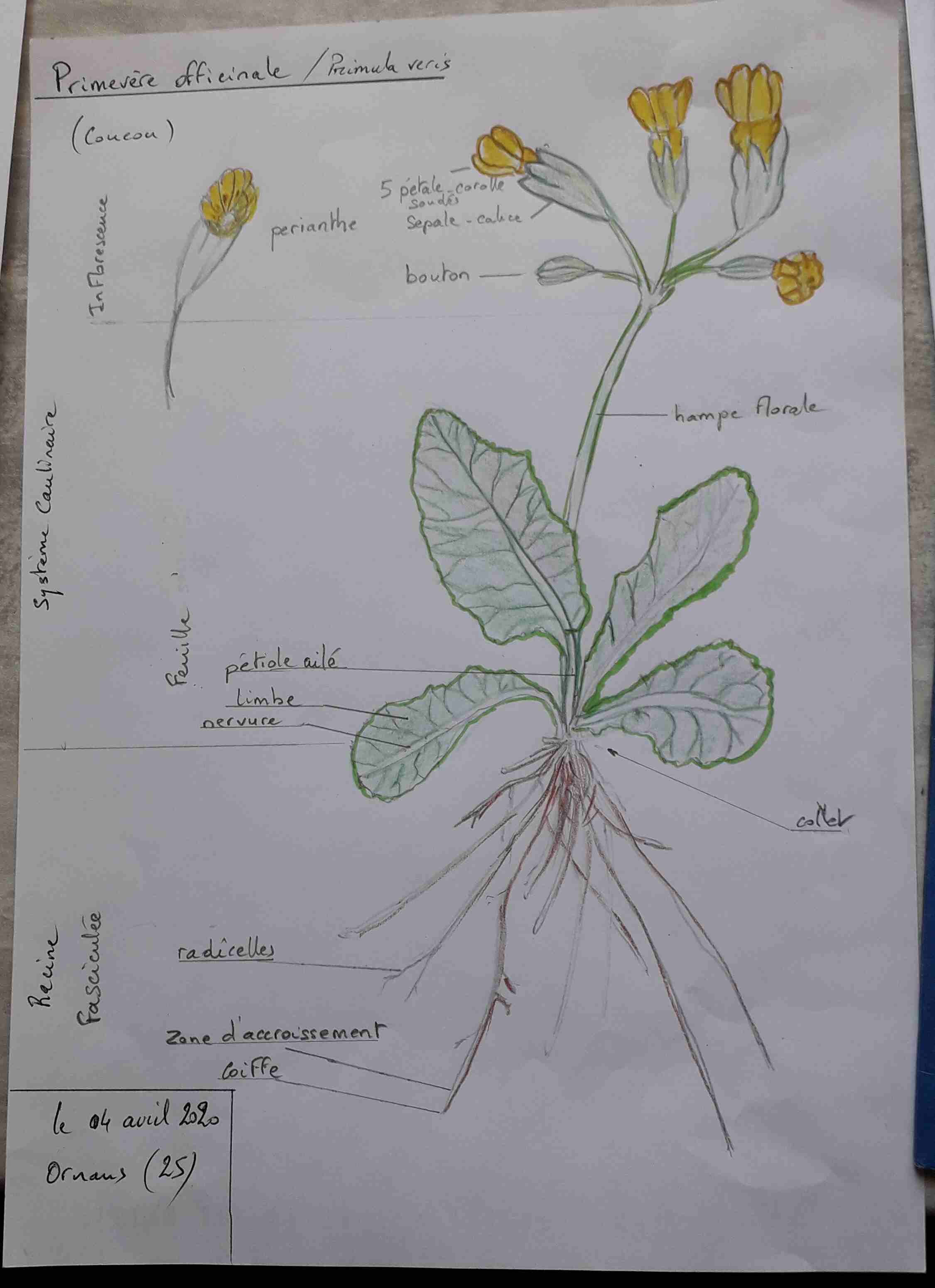 Annexe Planche PRIMEVERE OFFICINALE redim.jpg