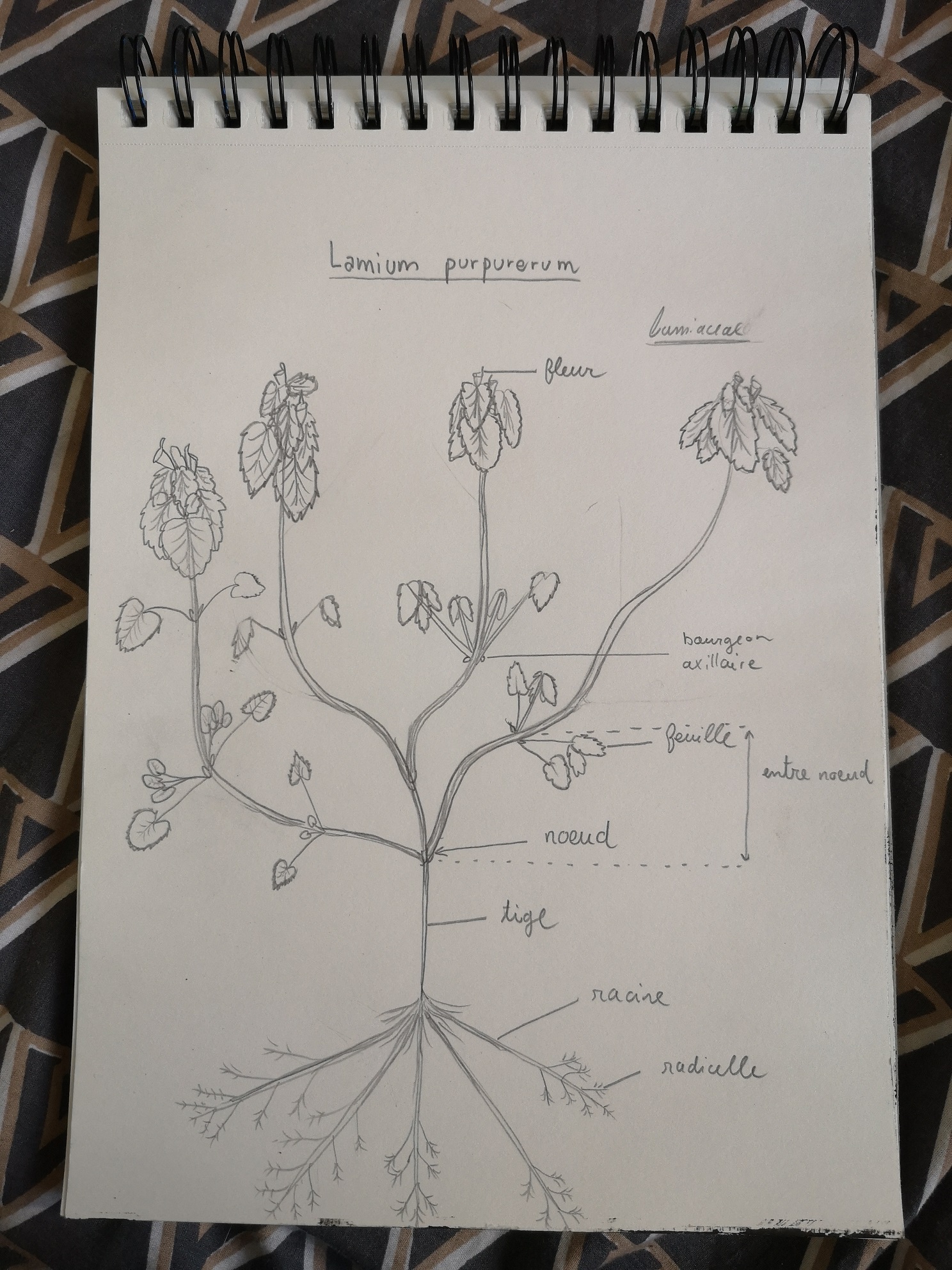 Annexe IMG_20200404_174707.jpg