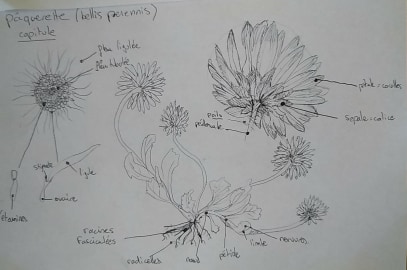 Annexe dessin paquerette.jpg