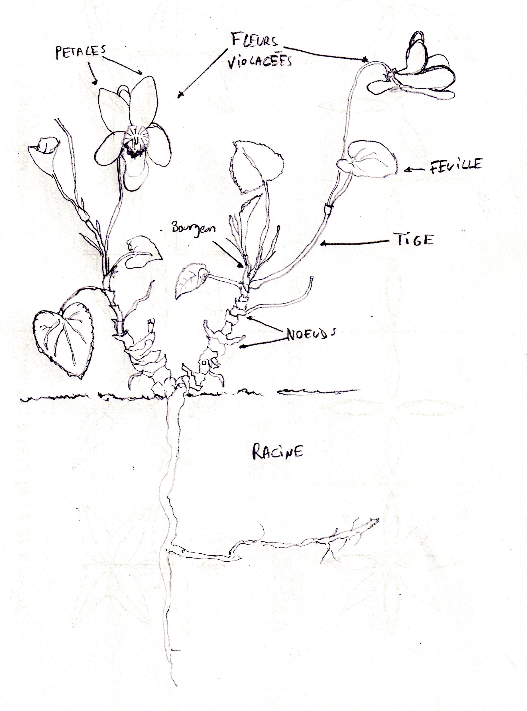 Annexe Numériser 1.jpeg