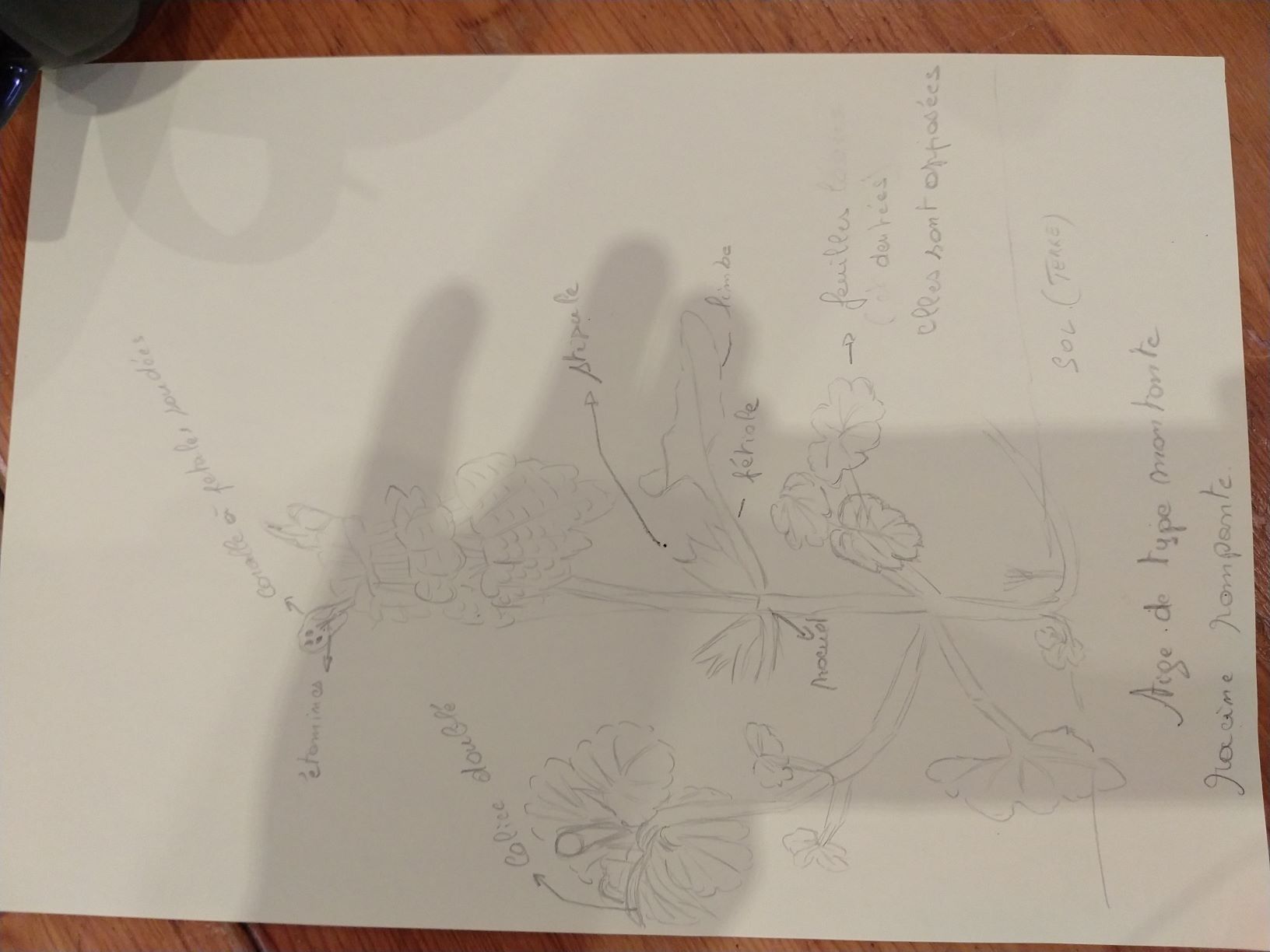 Annexe IMG_20200404_181428950 pôur forum.jpg