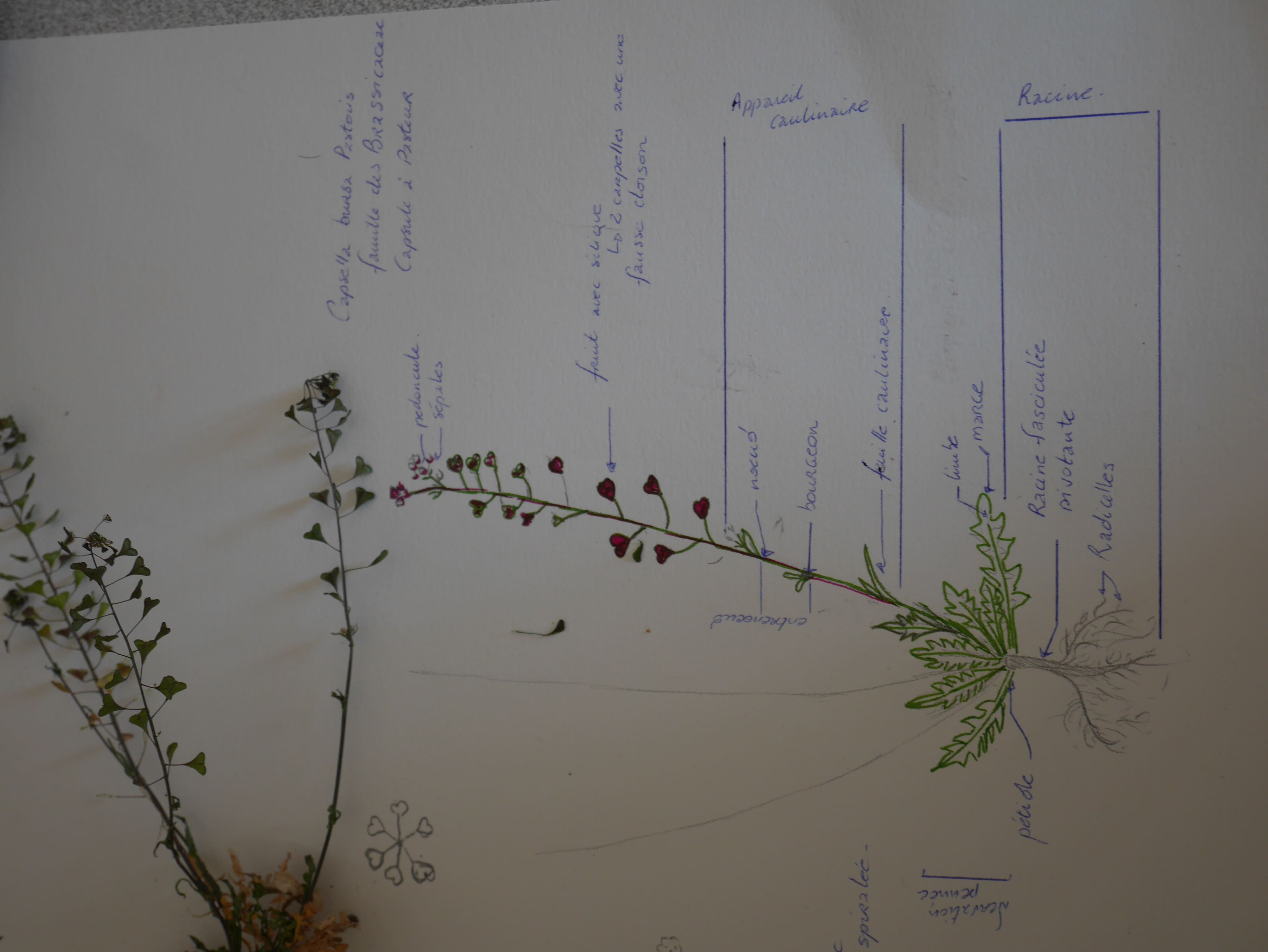 Annexe capsule du pasteur.jpg