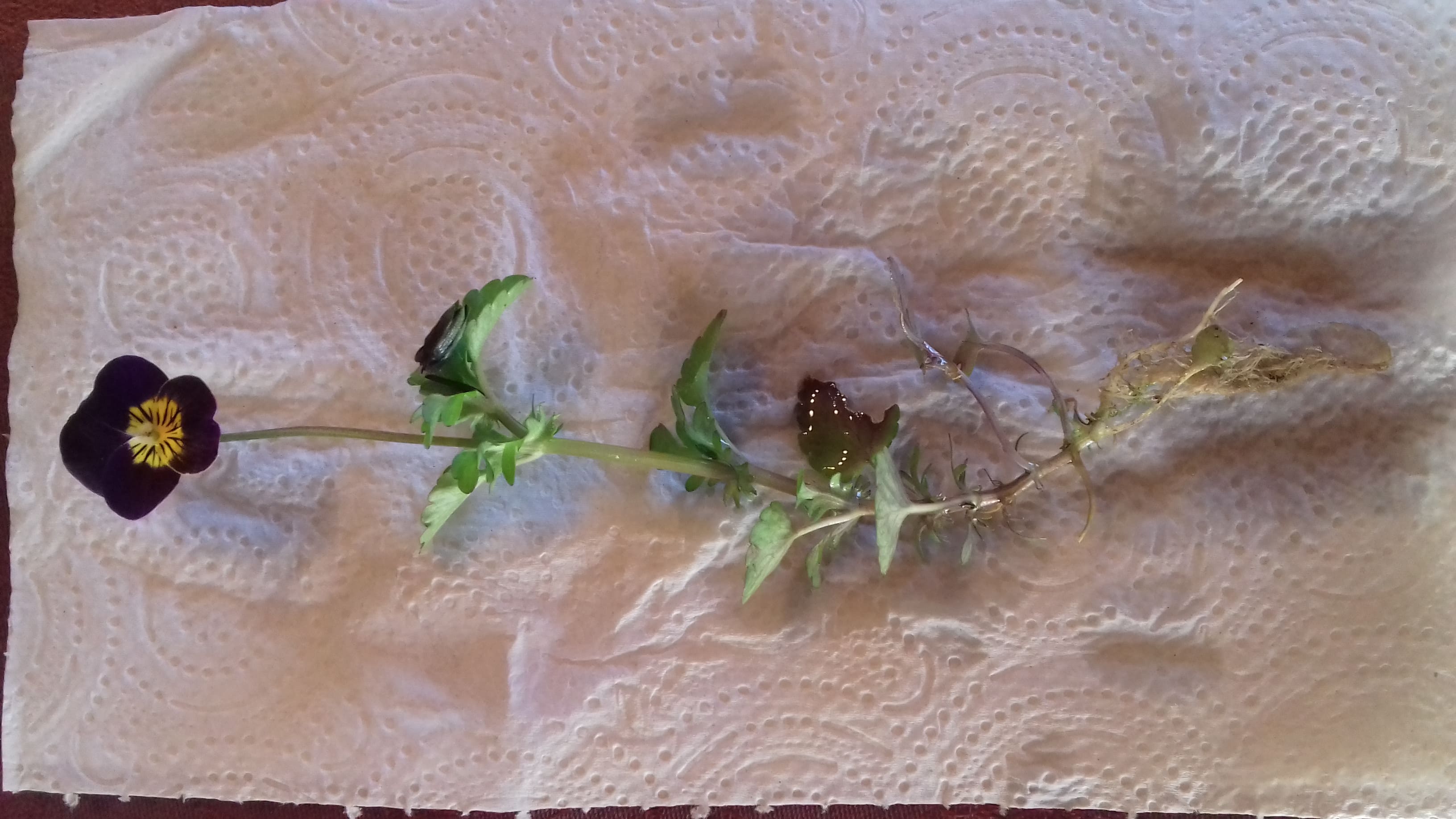 Annexe Viola tricolor photo.jpg