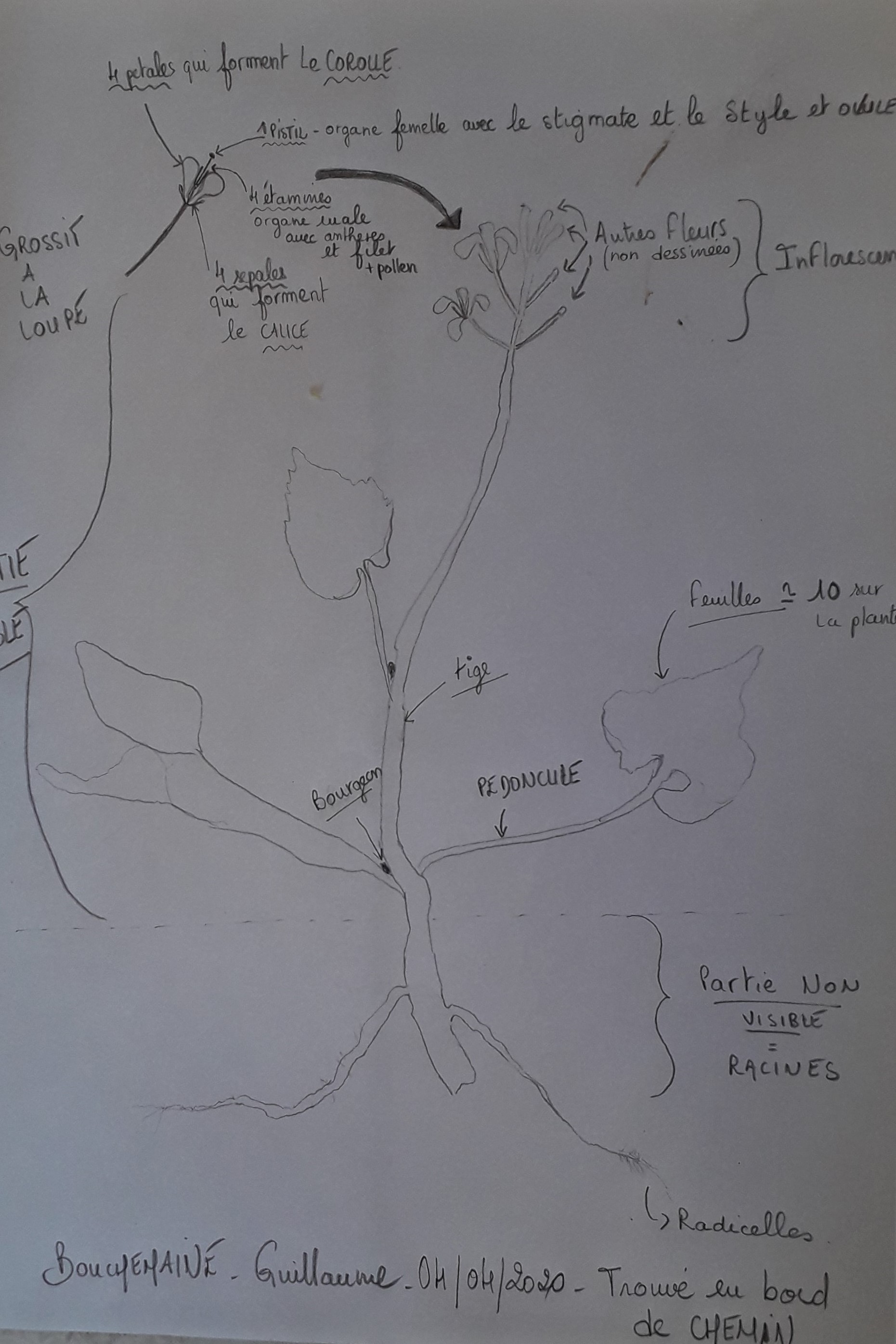 Annexe croquis plante.jpg