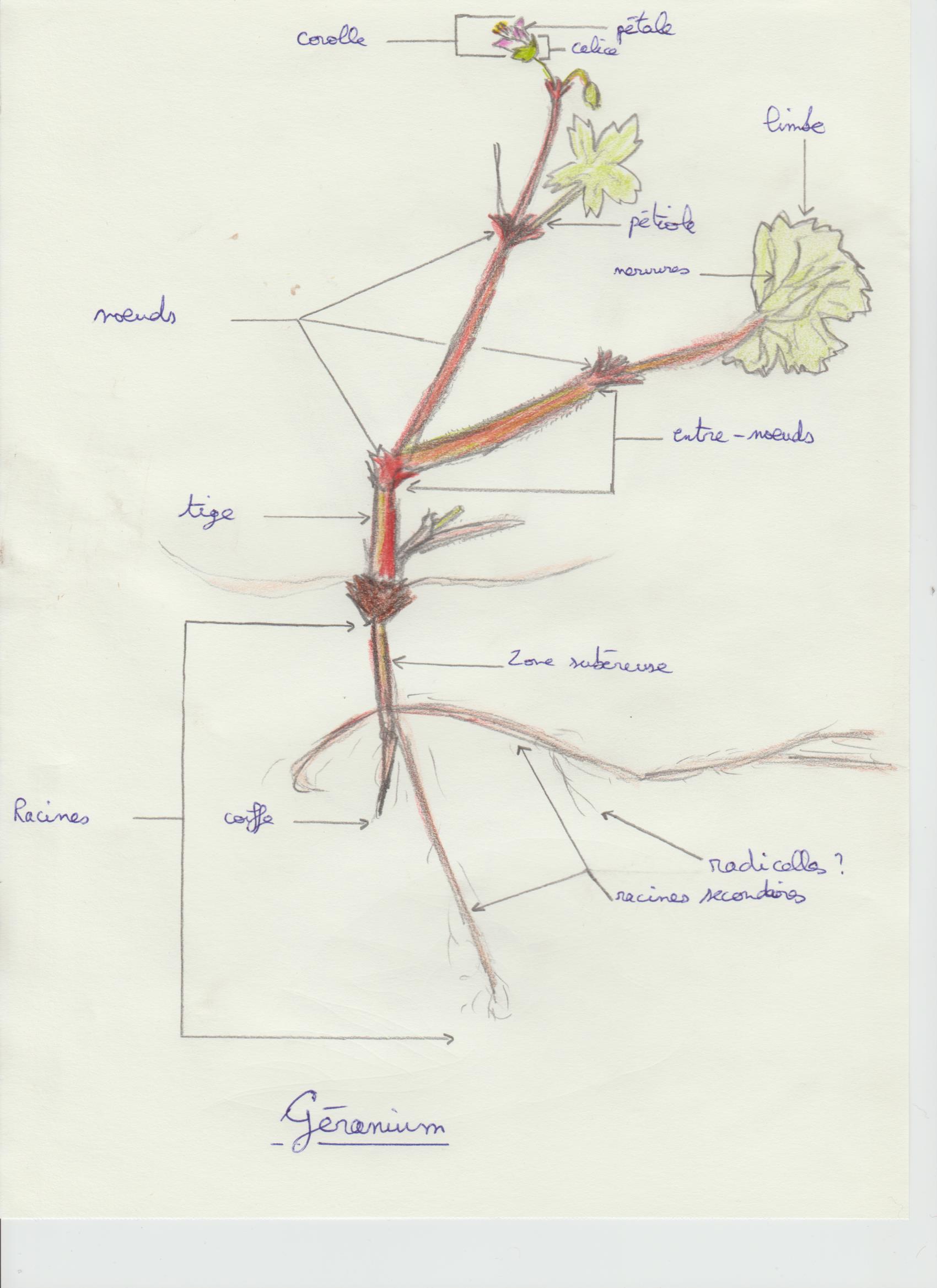 Annexe Activité 3 Anthony.jpg