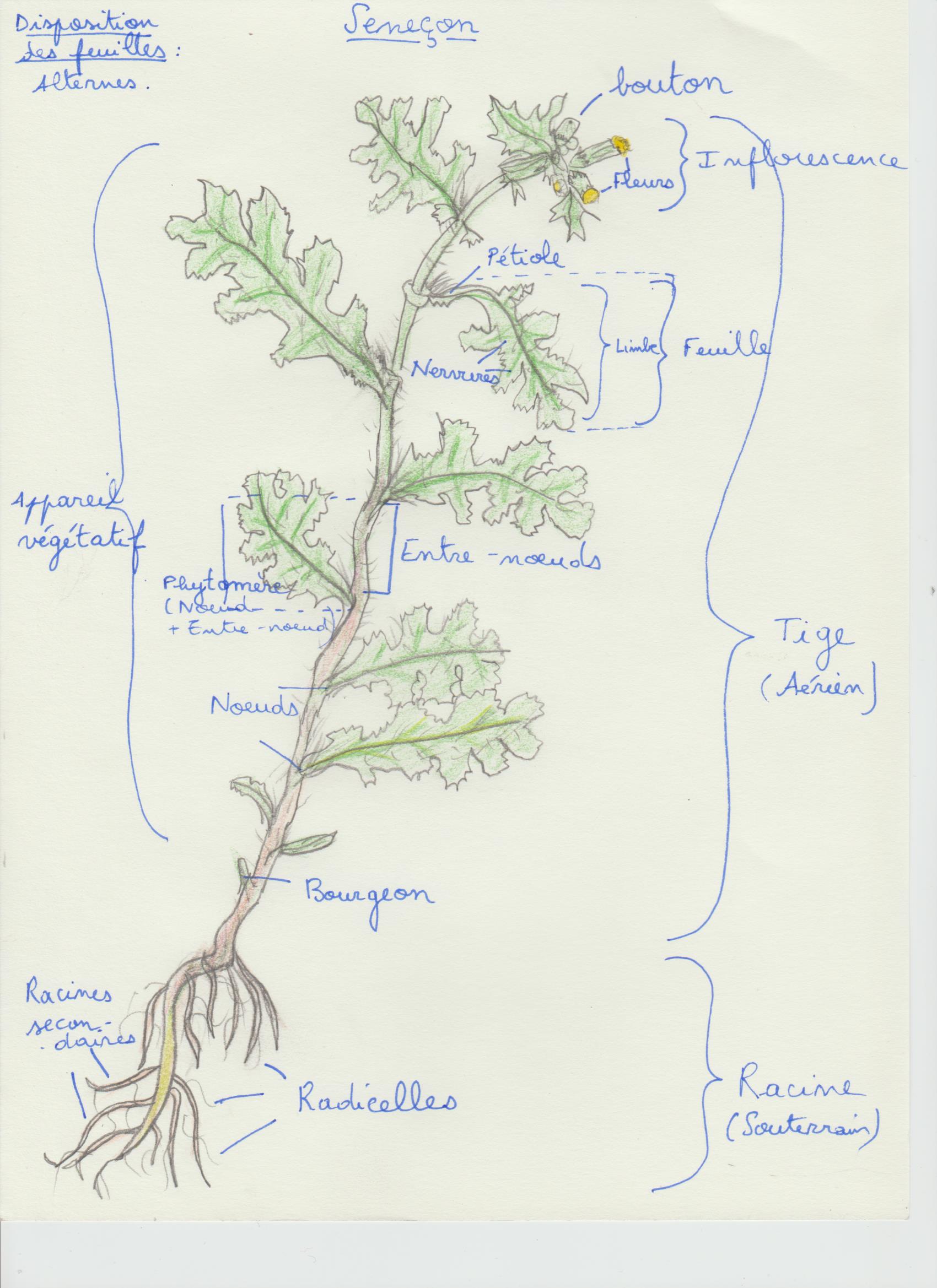 Annexe Activité 3 Maie.jpg
