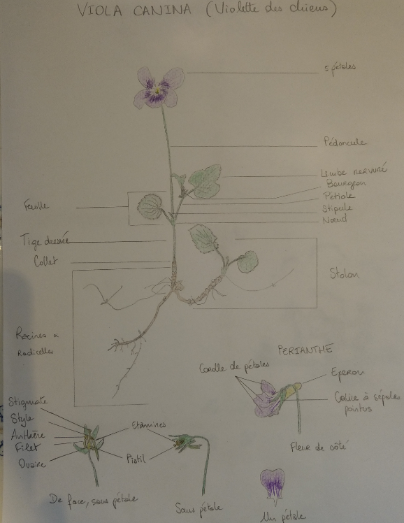 Annexe Viola canina.png