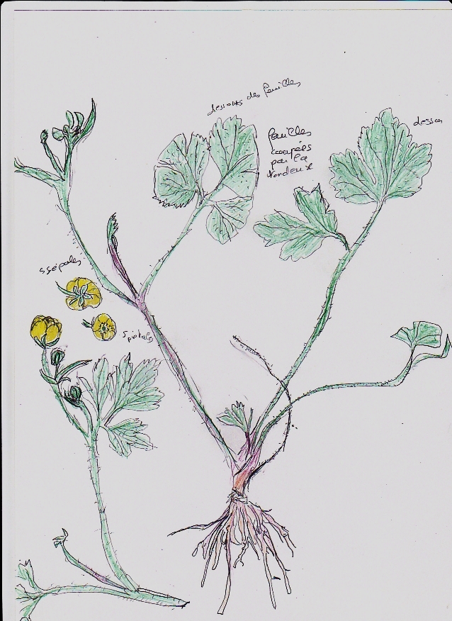 Annexe boutondor2.jpg