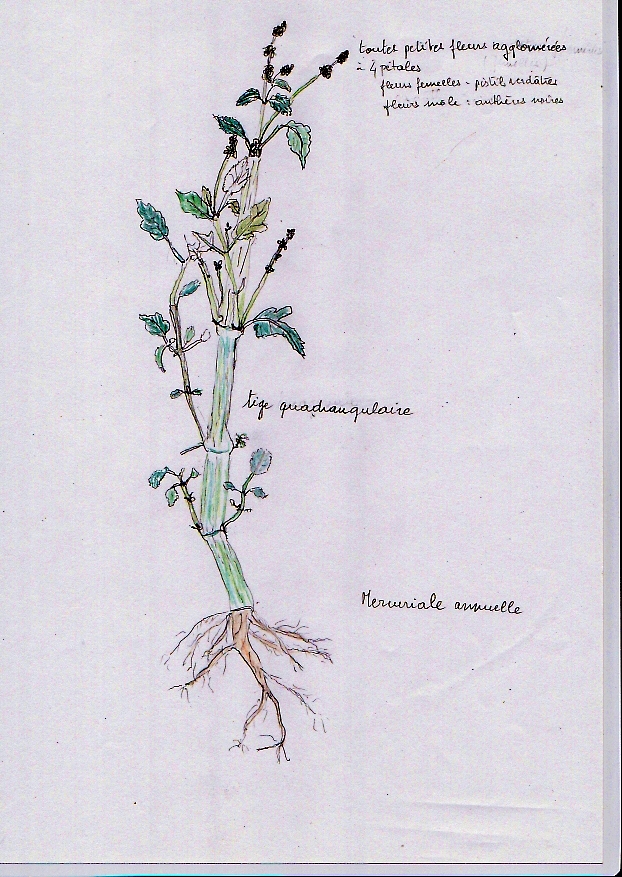 Annexe mercuriale.jpg