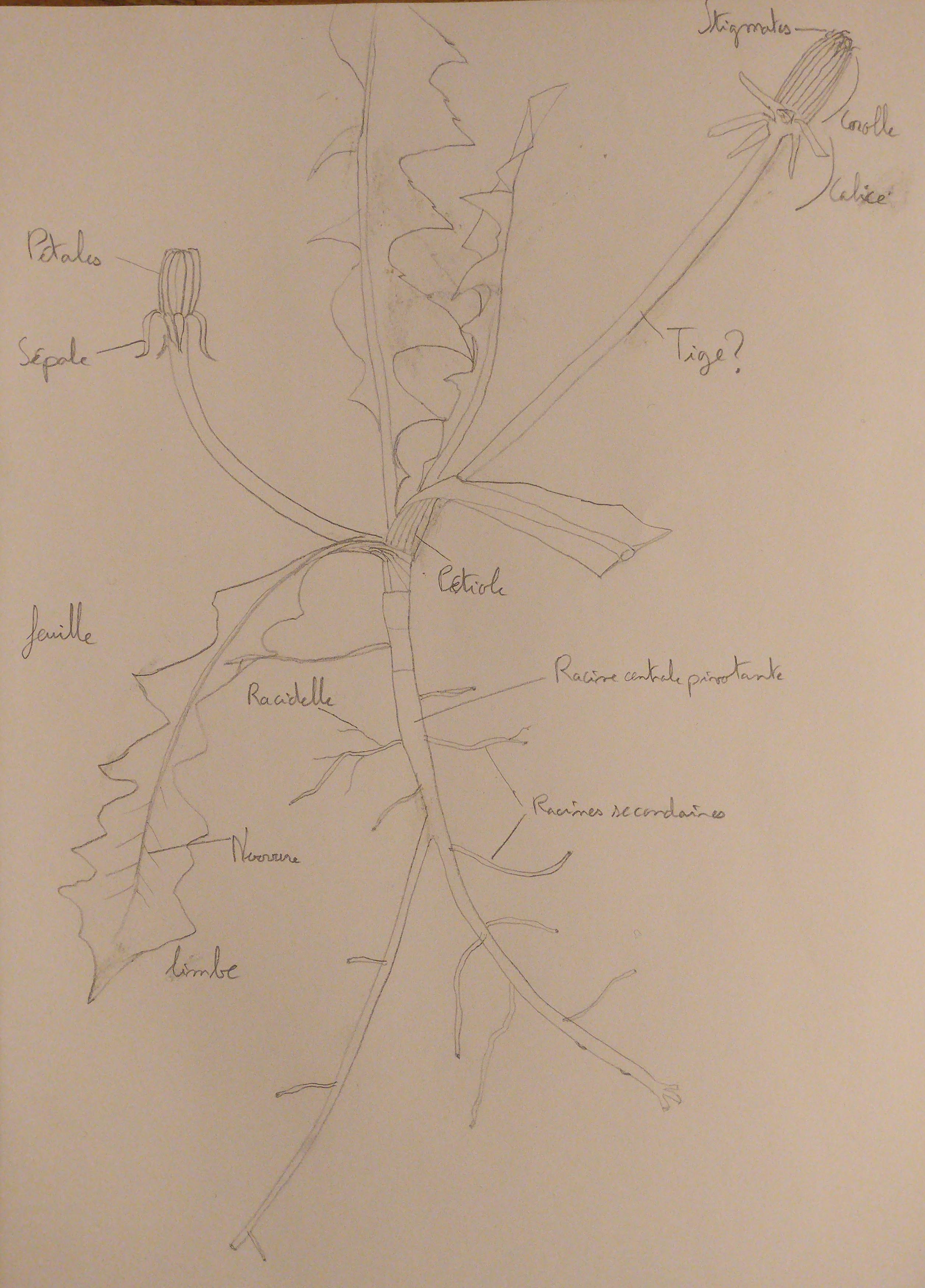 Annexe dessin pissenlit.jpg