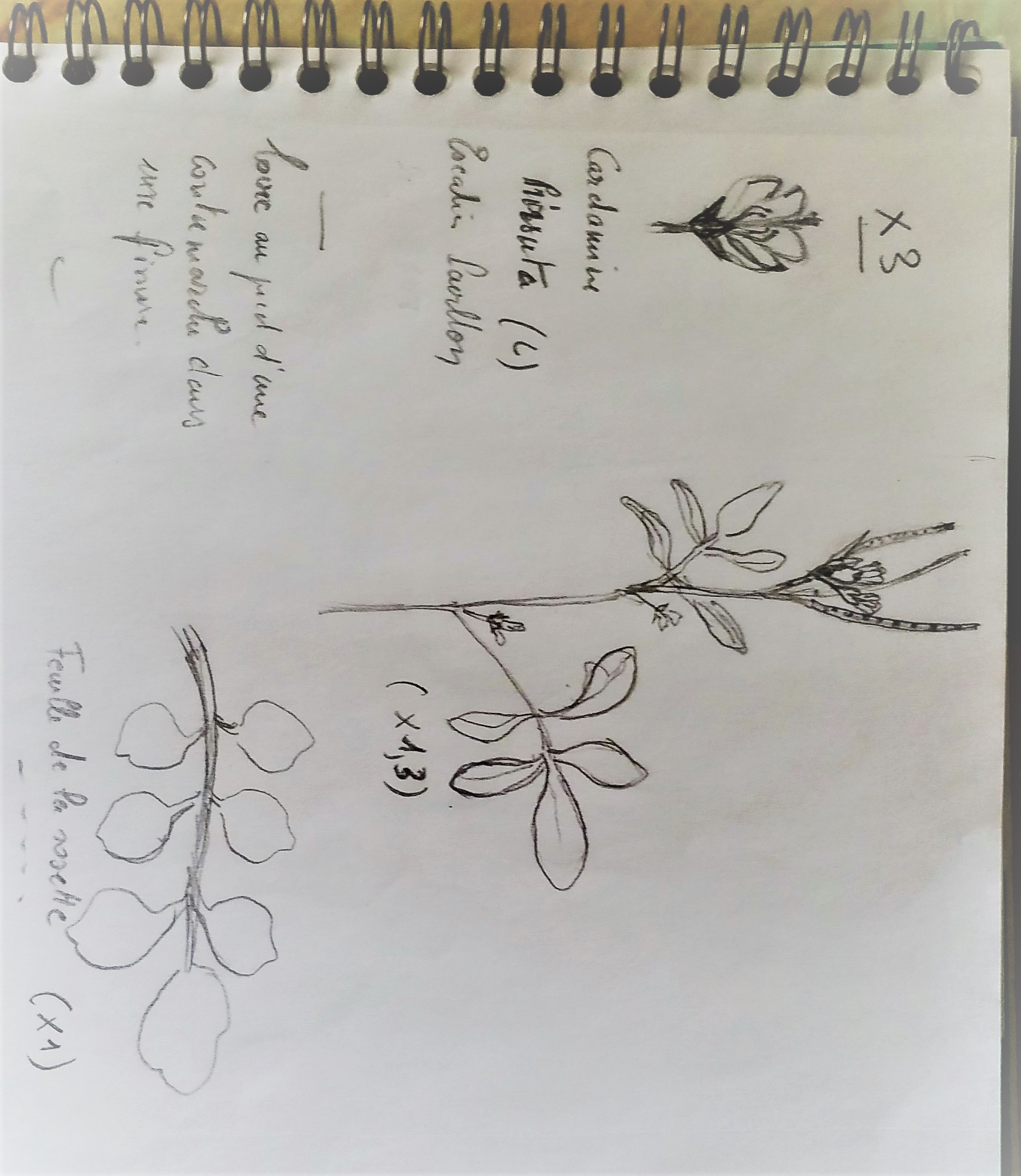 Annexe 2020-04-03 09.37.35 Dessin de Cardamine hirsute  (2).jpg