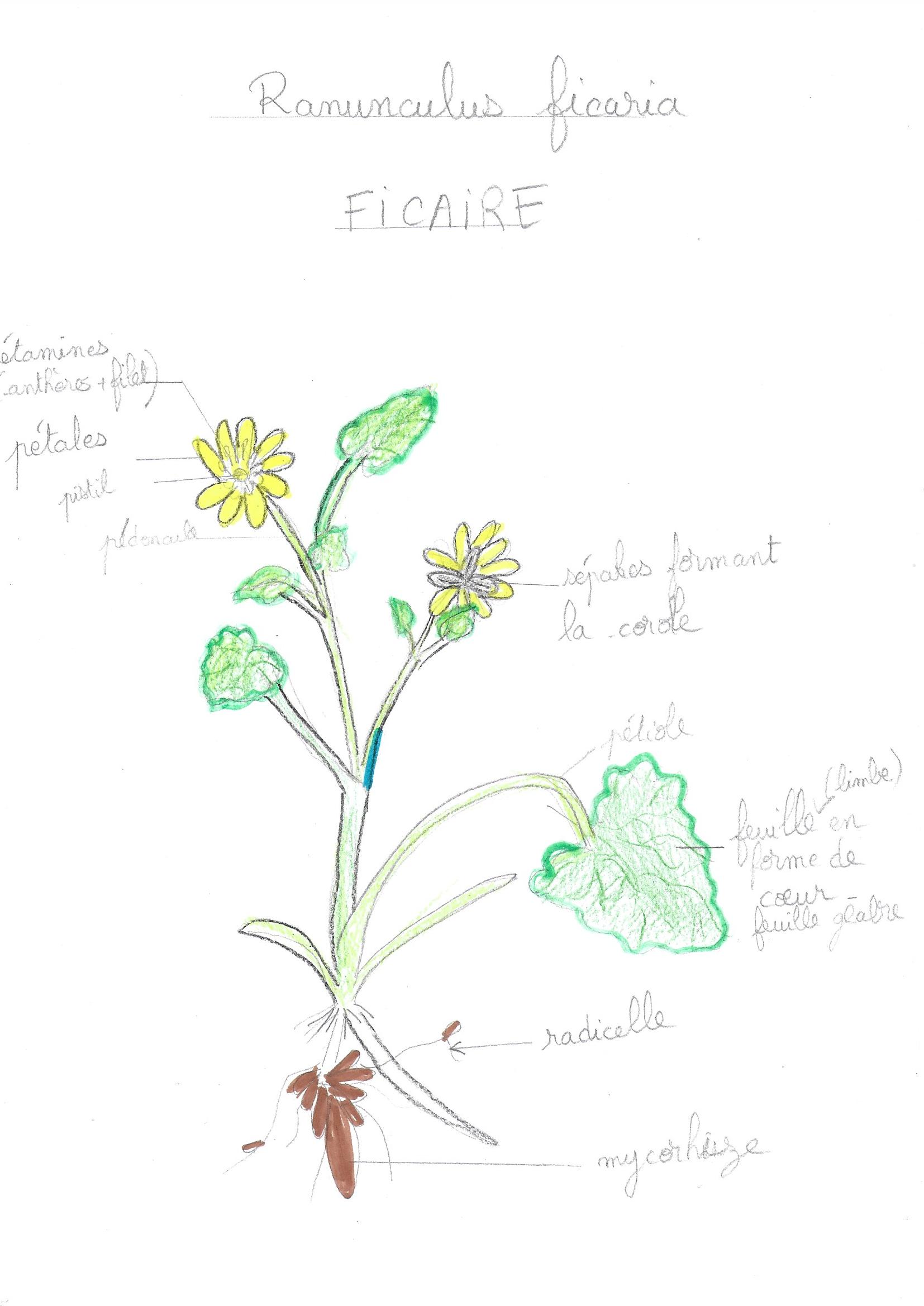 Annexe dessin ficaire.jpg
