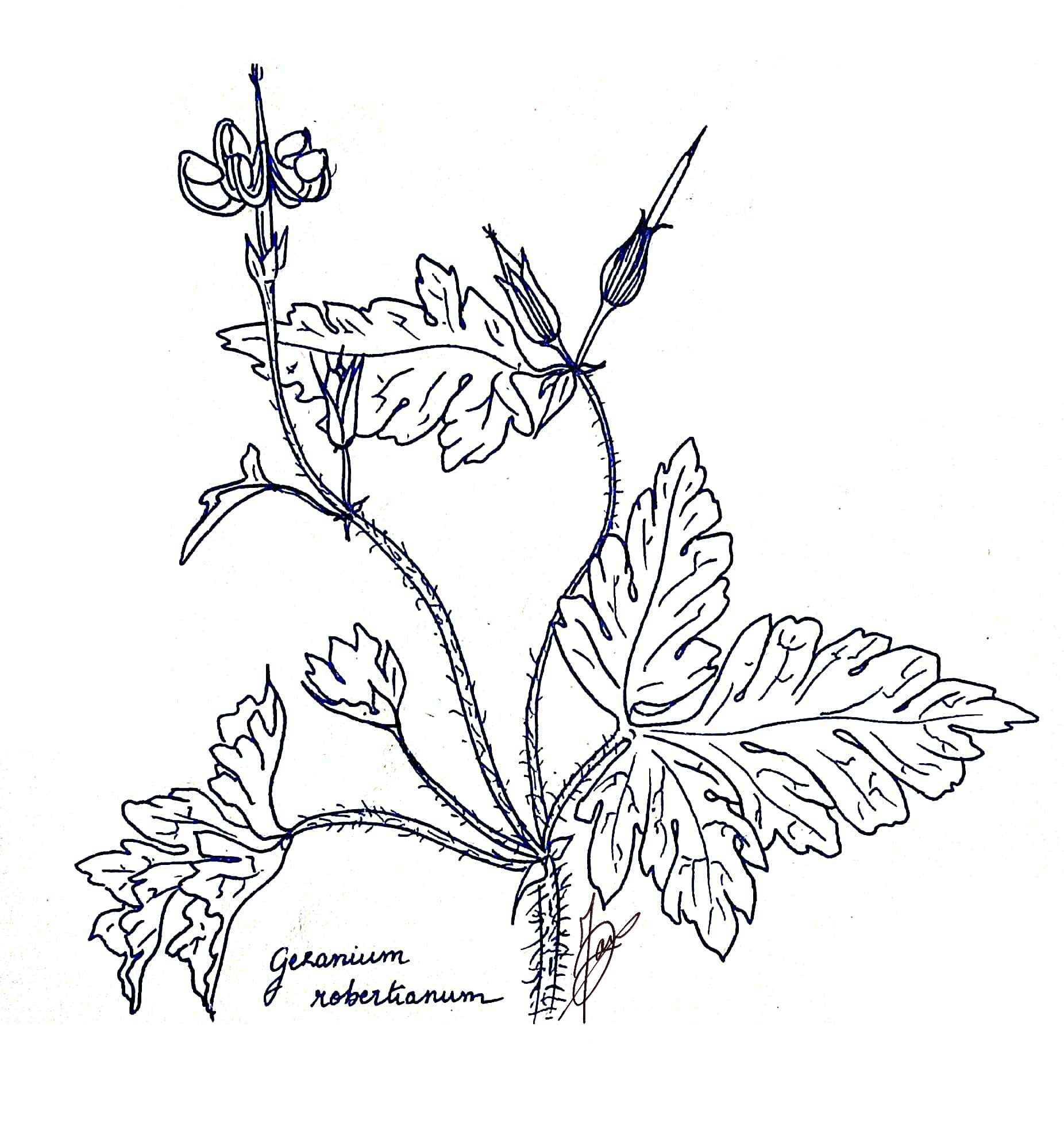 Annexe Geranium robertianum.jpg