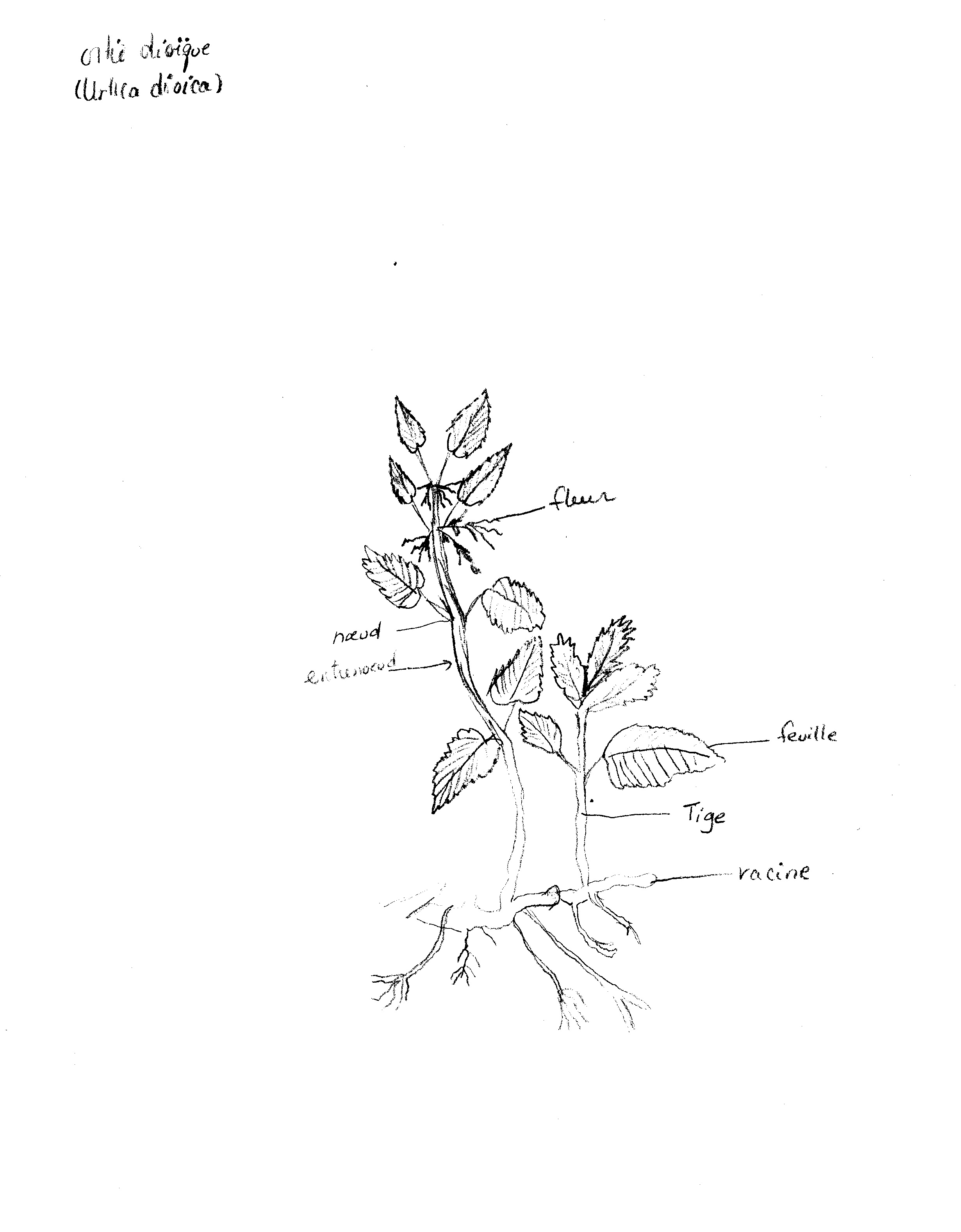 Annexe Dessin ortie dioïque.jpg