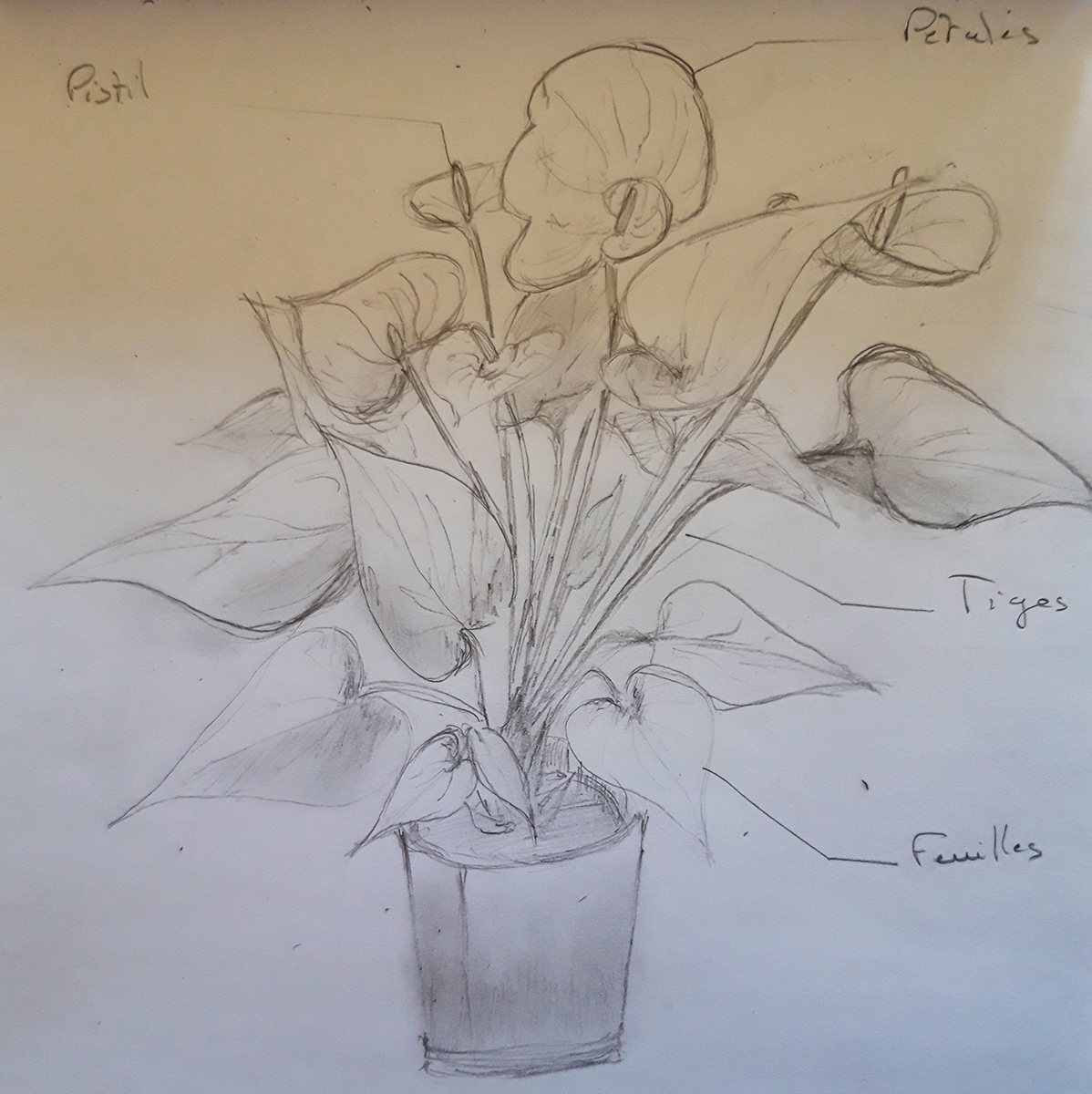 Annexe Anthurium andraenum Linden ex André dessin.jpg