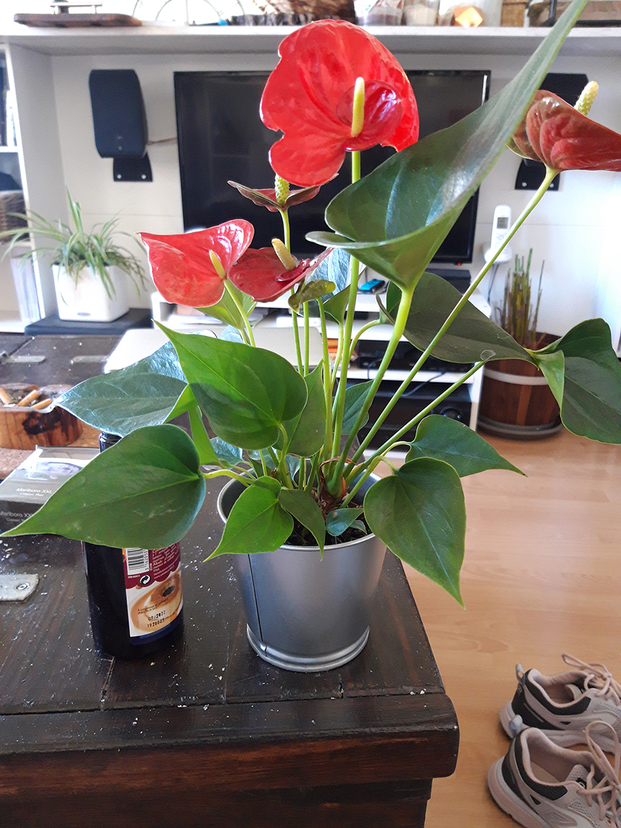 Annexe Anthurium andraenum Linden ex André.jpg