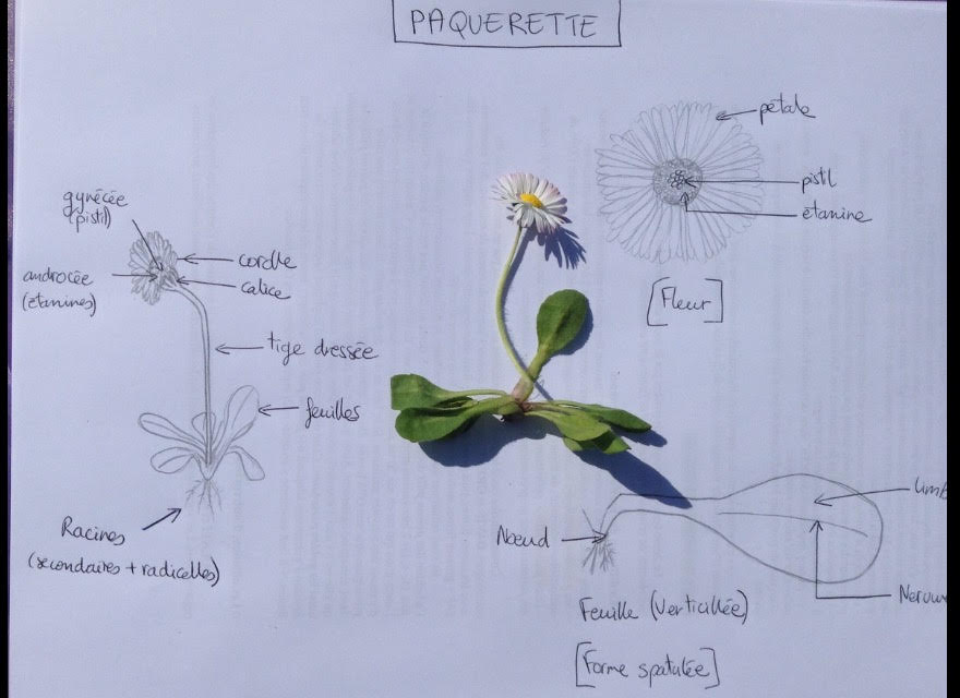 Annexe PAQUERETTE.jpg