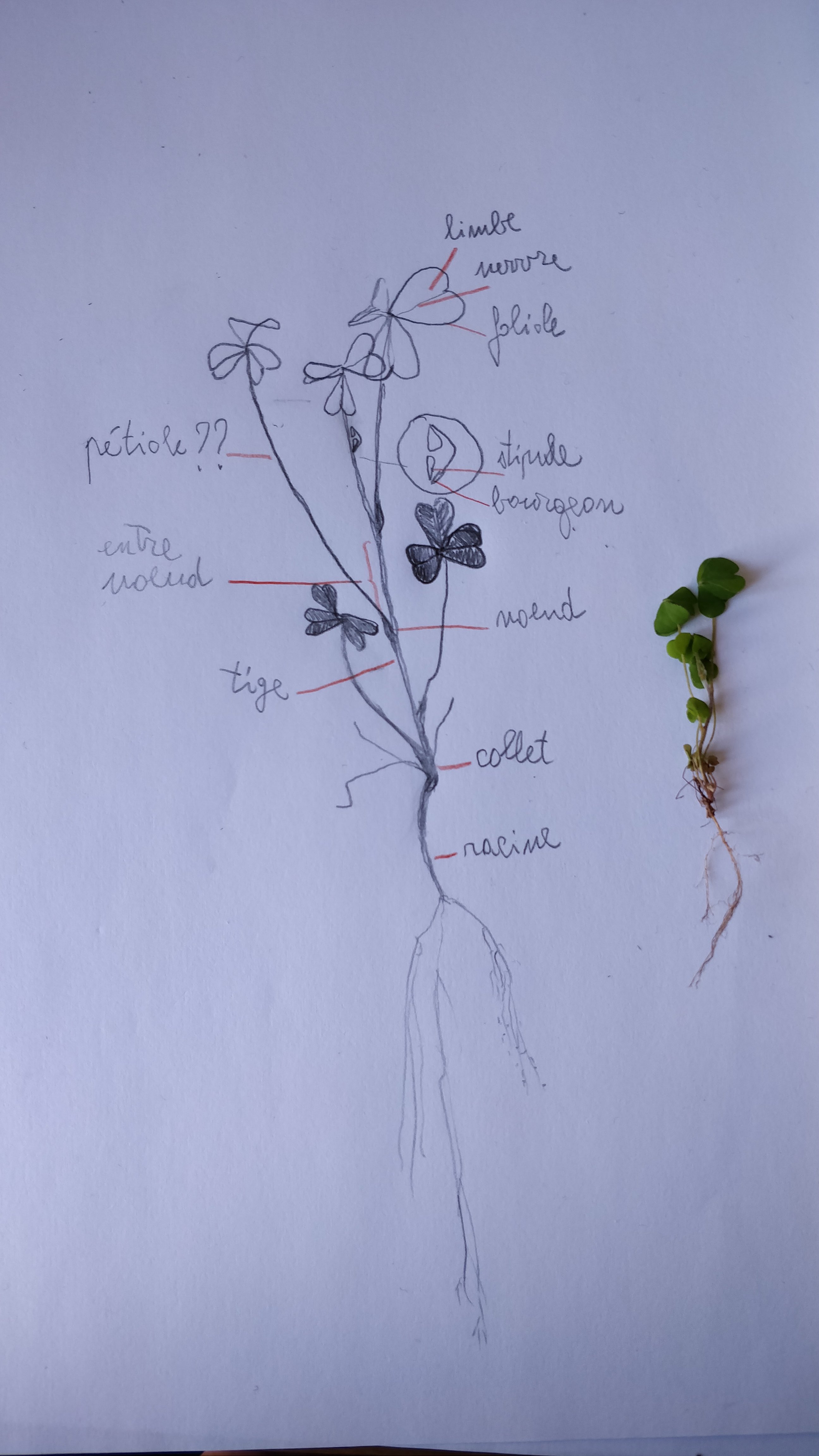 Annexe IMG_20200405_111007.jpg