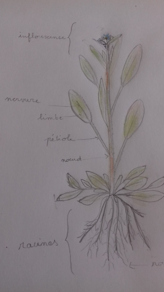 Annexe myosotis dessin (2).jpg