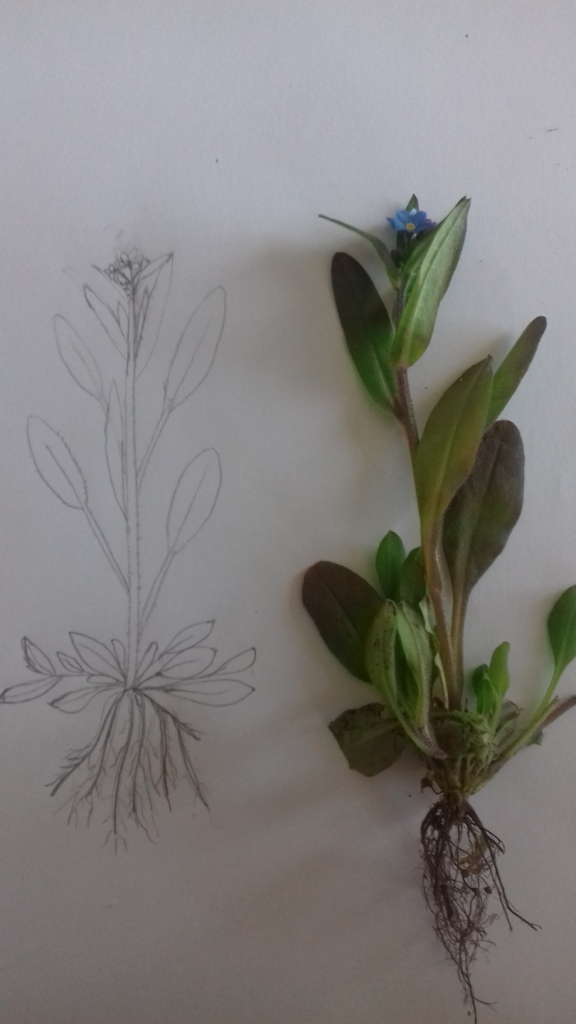 Annexe myosotis dessin 1.jpg