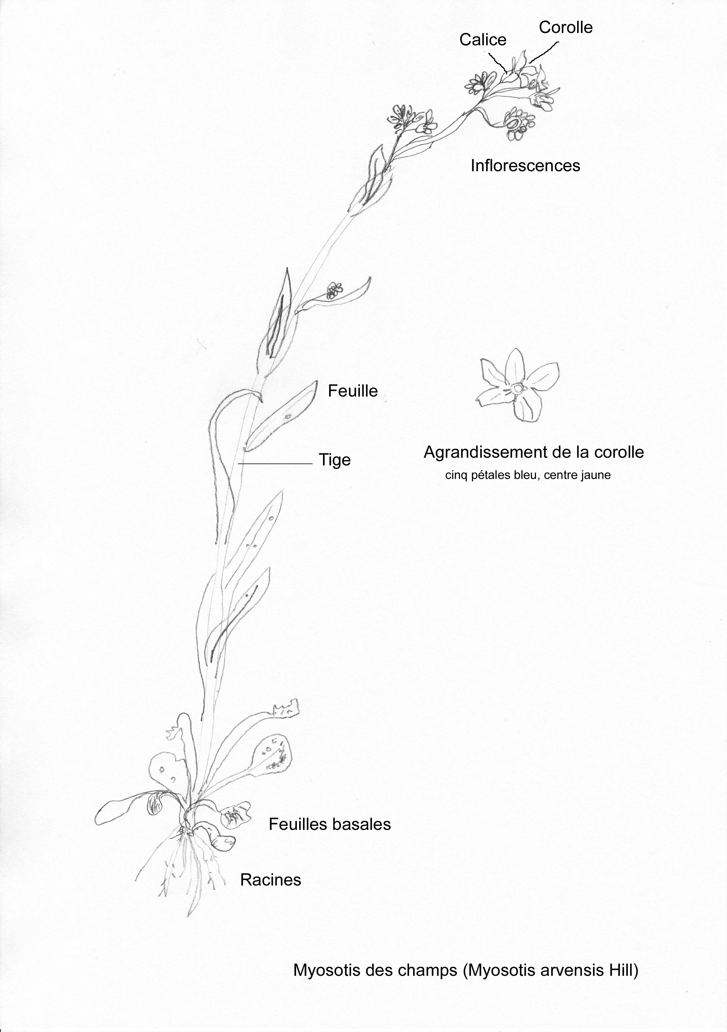 Annexe Myosotis des champs.jpg