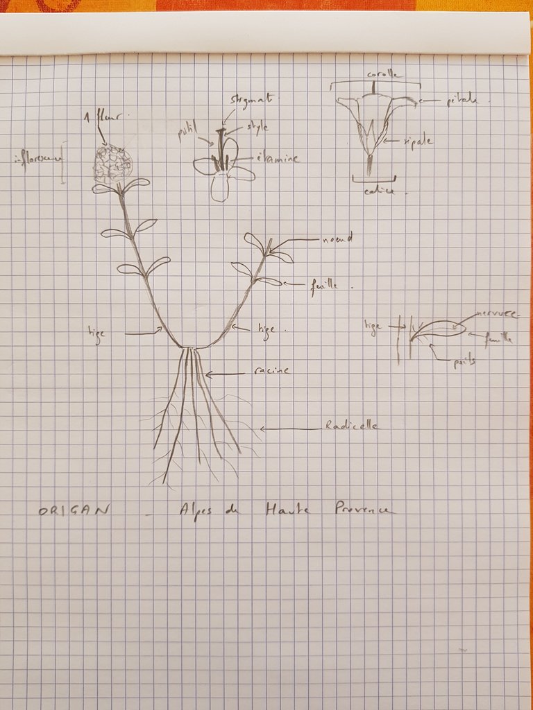 Annexe 20200405_114822_2.jpg