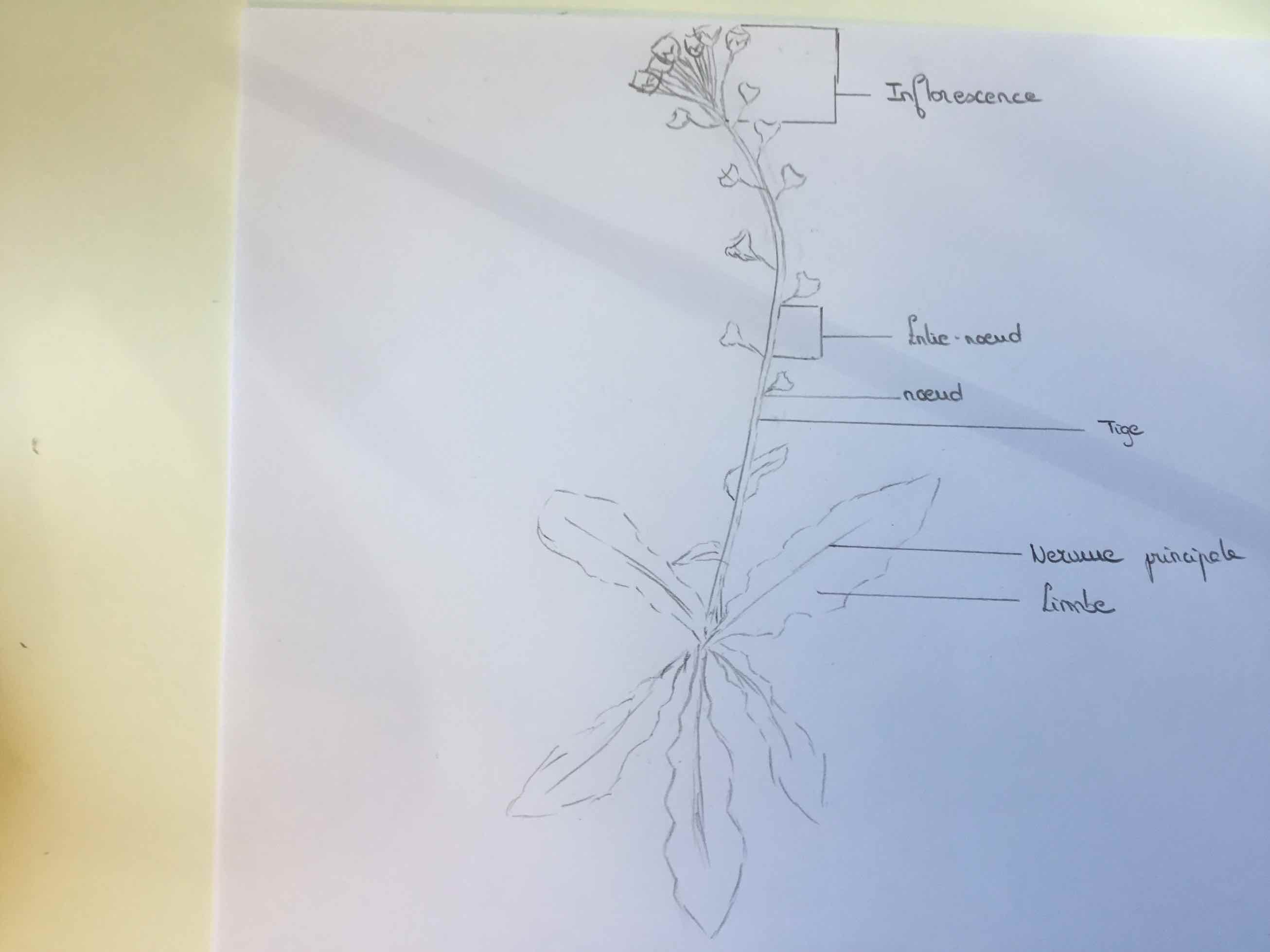 Annexe IMG_0100.jpeg