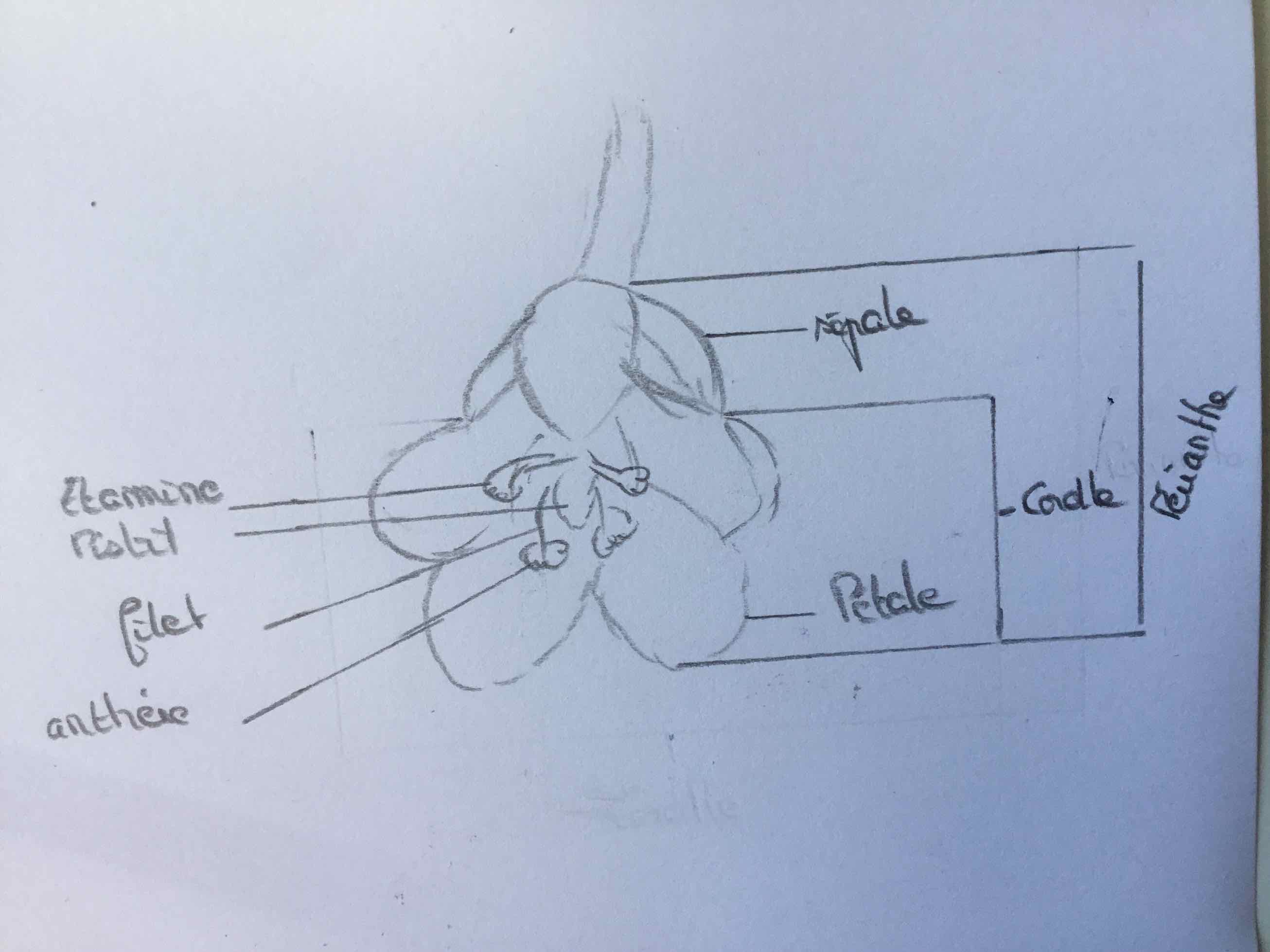 Annexe IMG_0101.jpeg