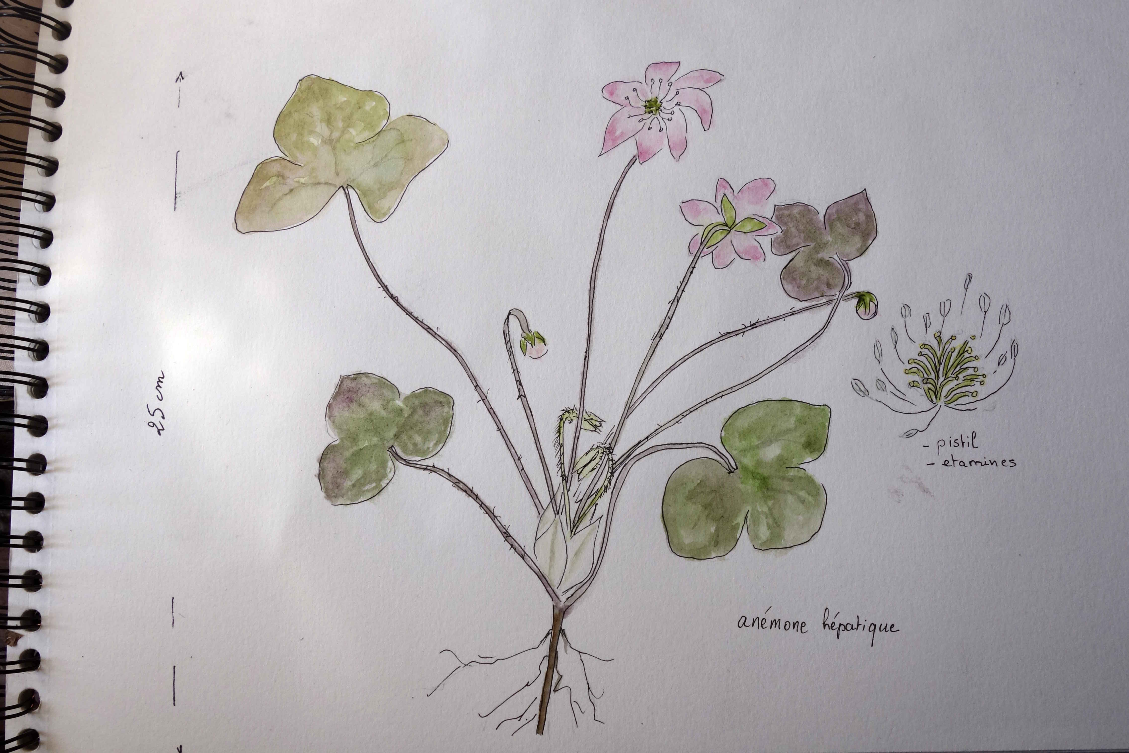 Annexe anemone-hepatiquepetit.JPG