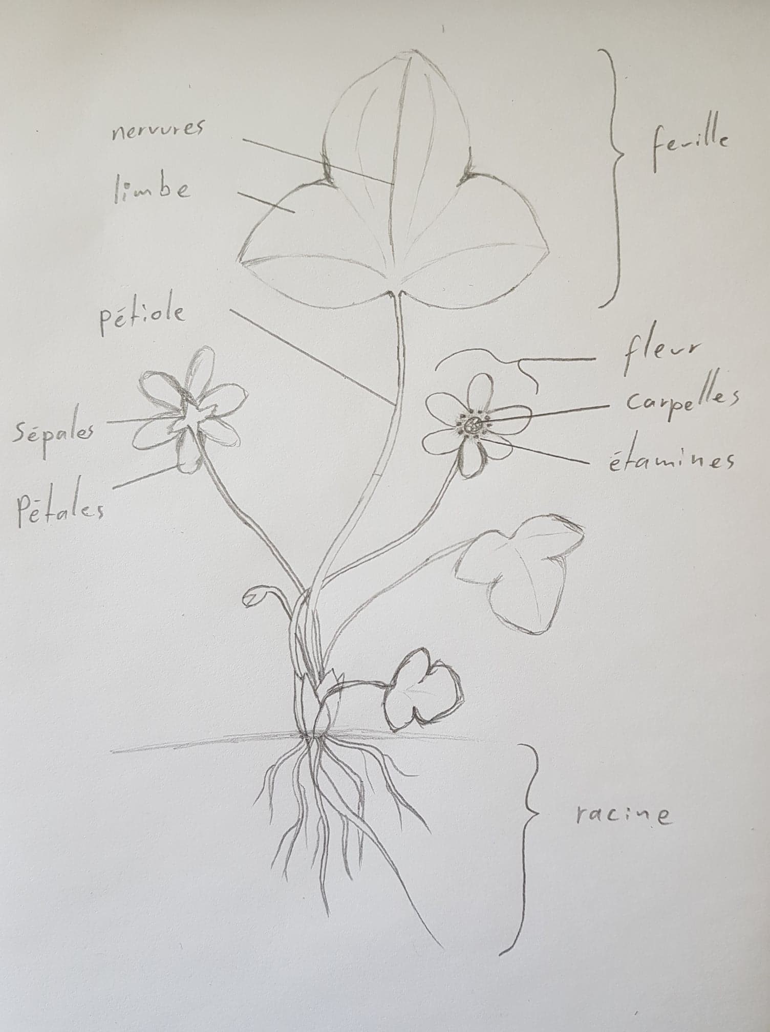 Annexe Hepatica nobilis.jpg