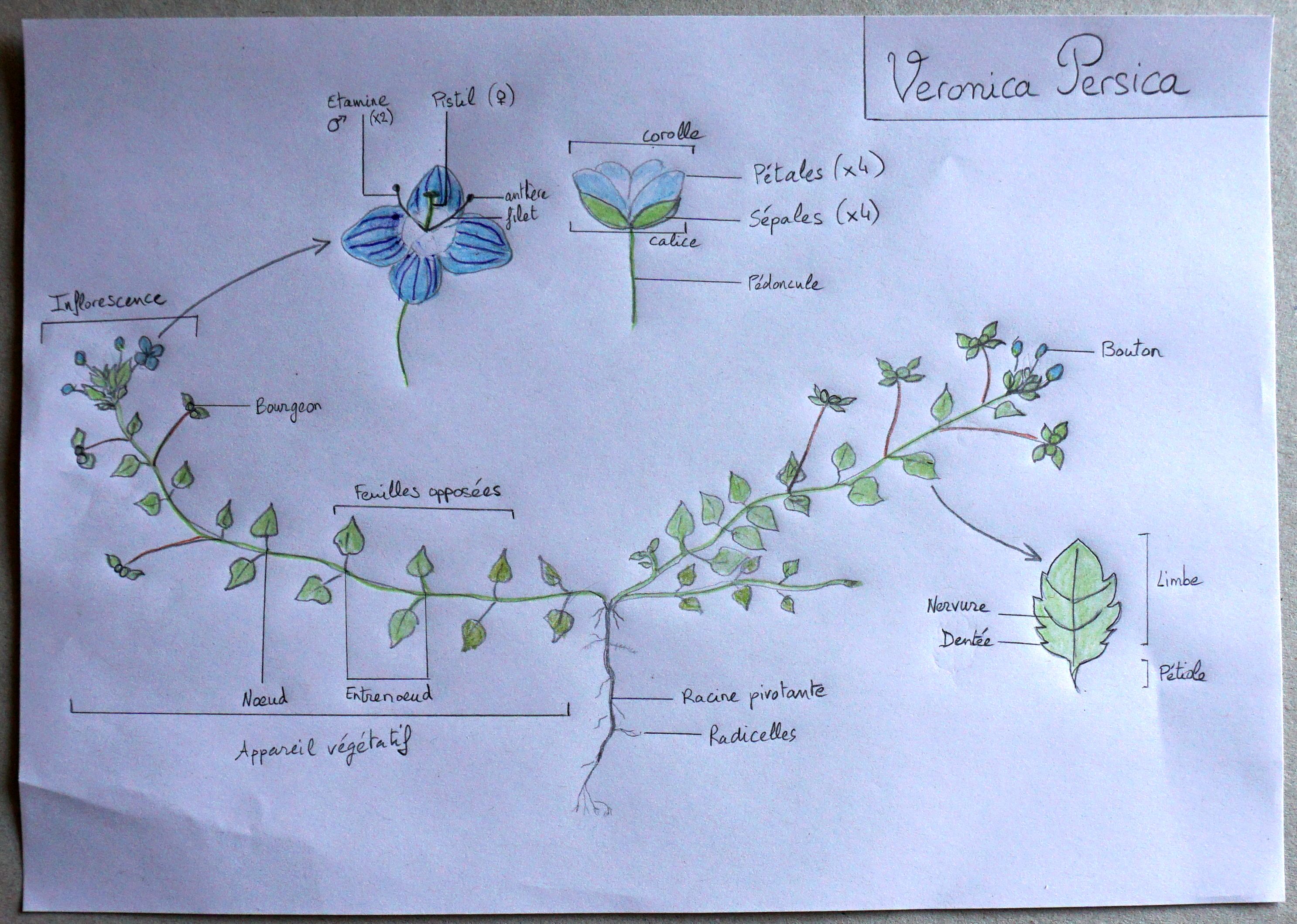 Annexe Dessin Veronica Persica.jpg